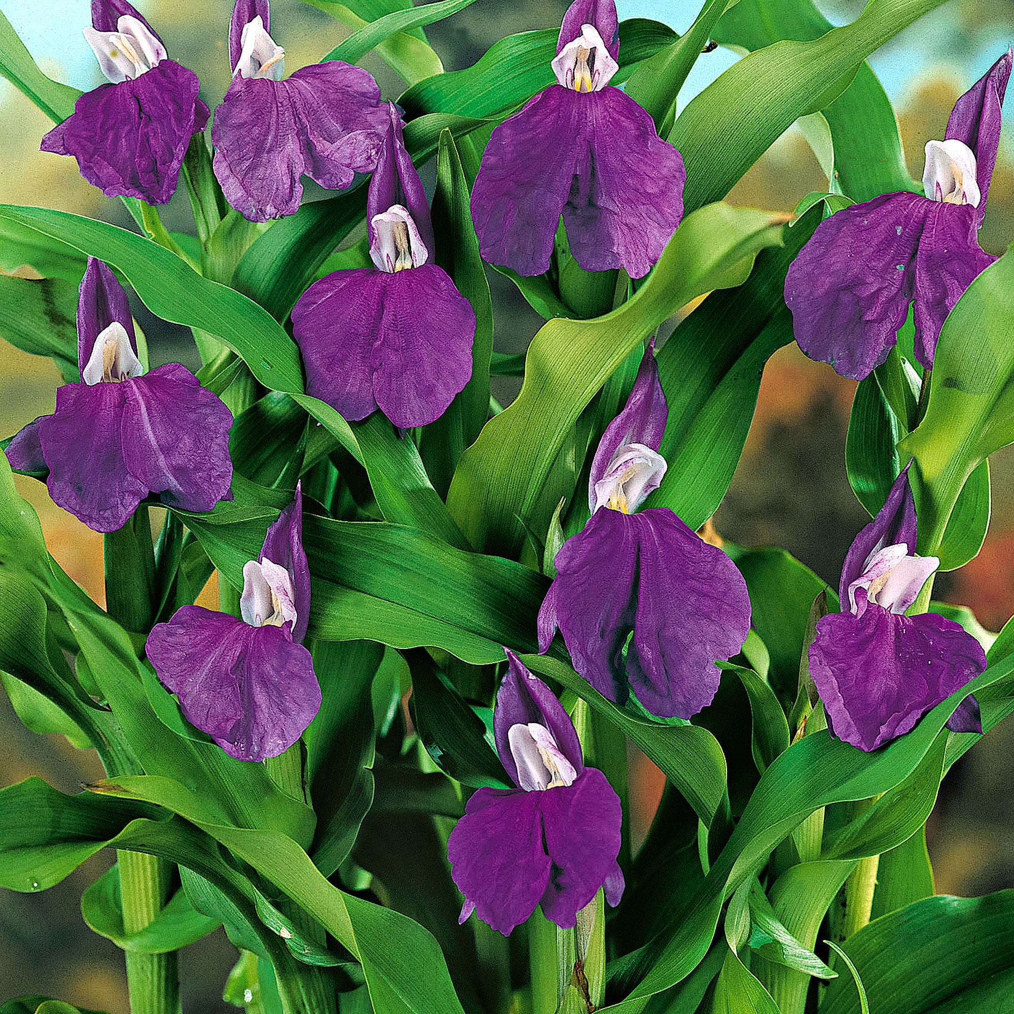 3x Gingembre-orchidée violet - Image 2