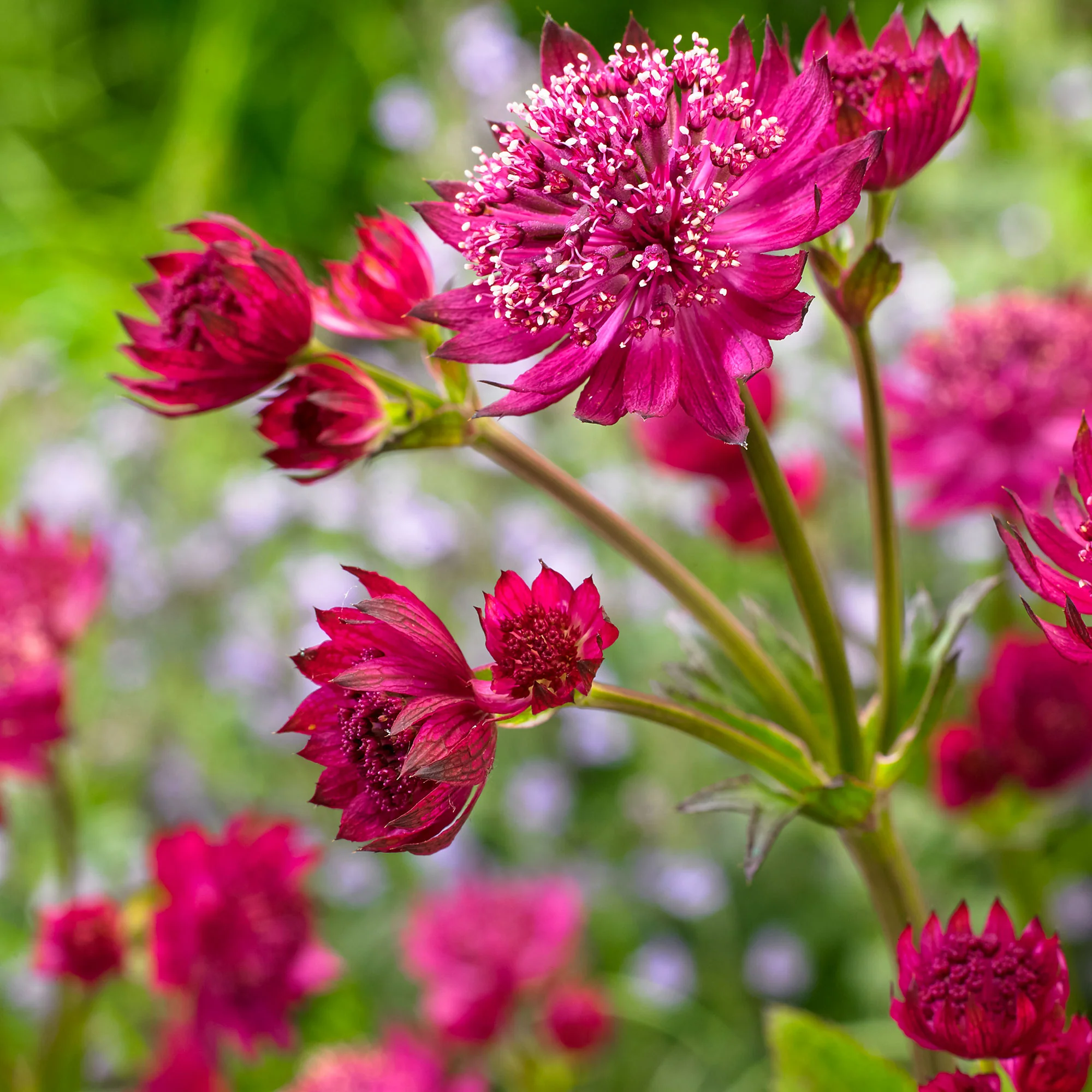 3x Grande astrance Astrantia 'Milano' rose - Plants à racines nues - Image 2