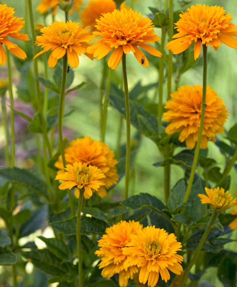 3x Héliopsis 'Burning Hearts' orangé-jaune - Plants à racines nues - Image 2