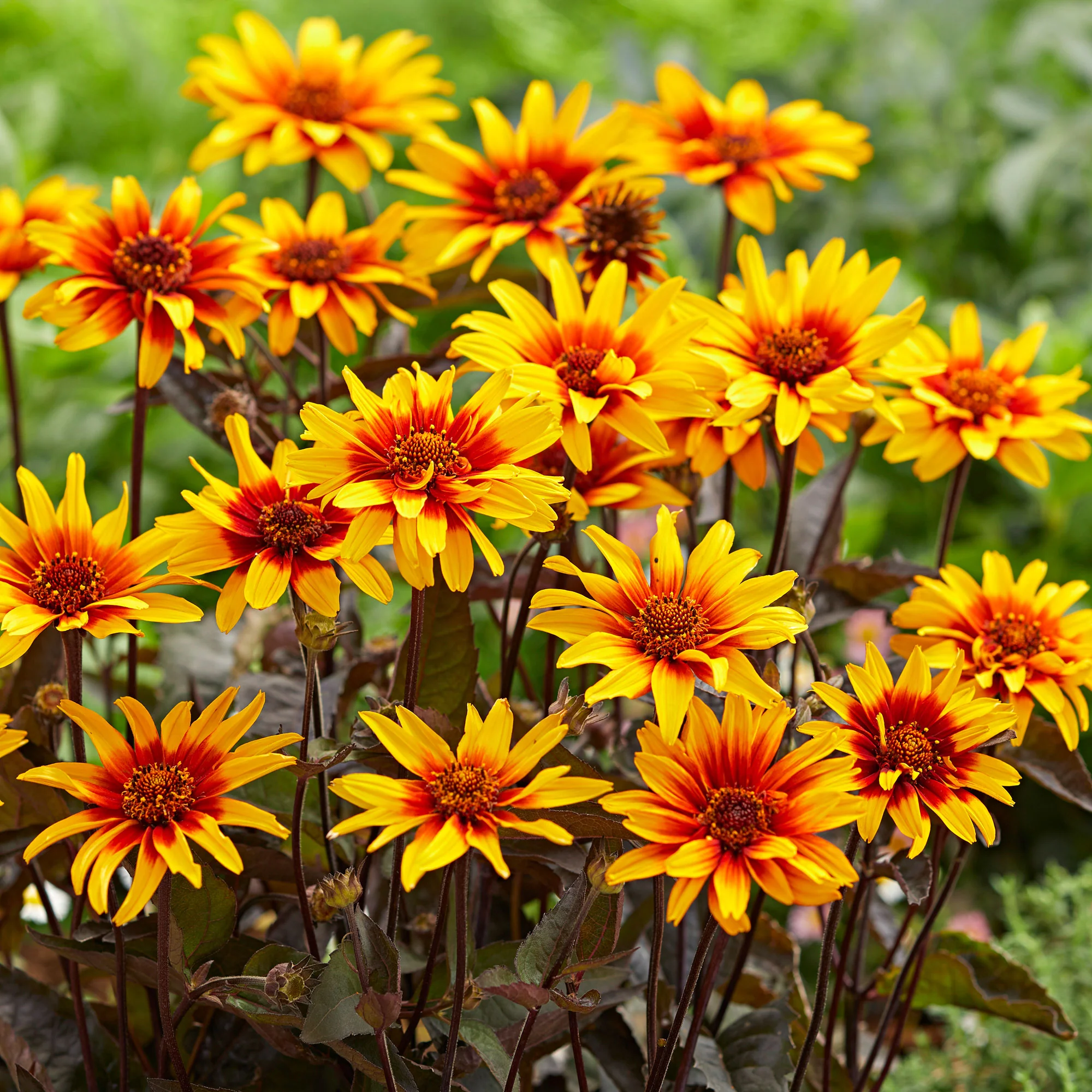 3x Héliopsis 'Burning Hearts' orangé-jaune - Plants à racines nues - Image 3