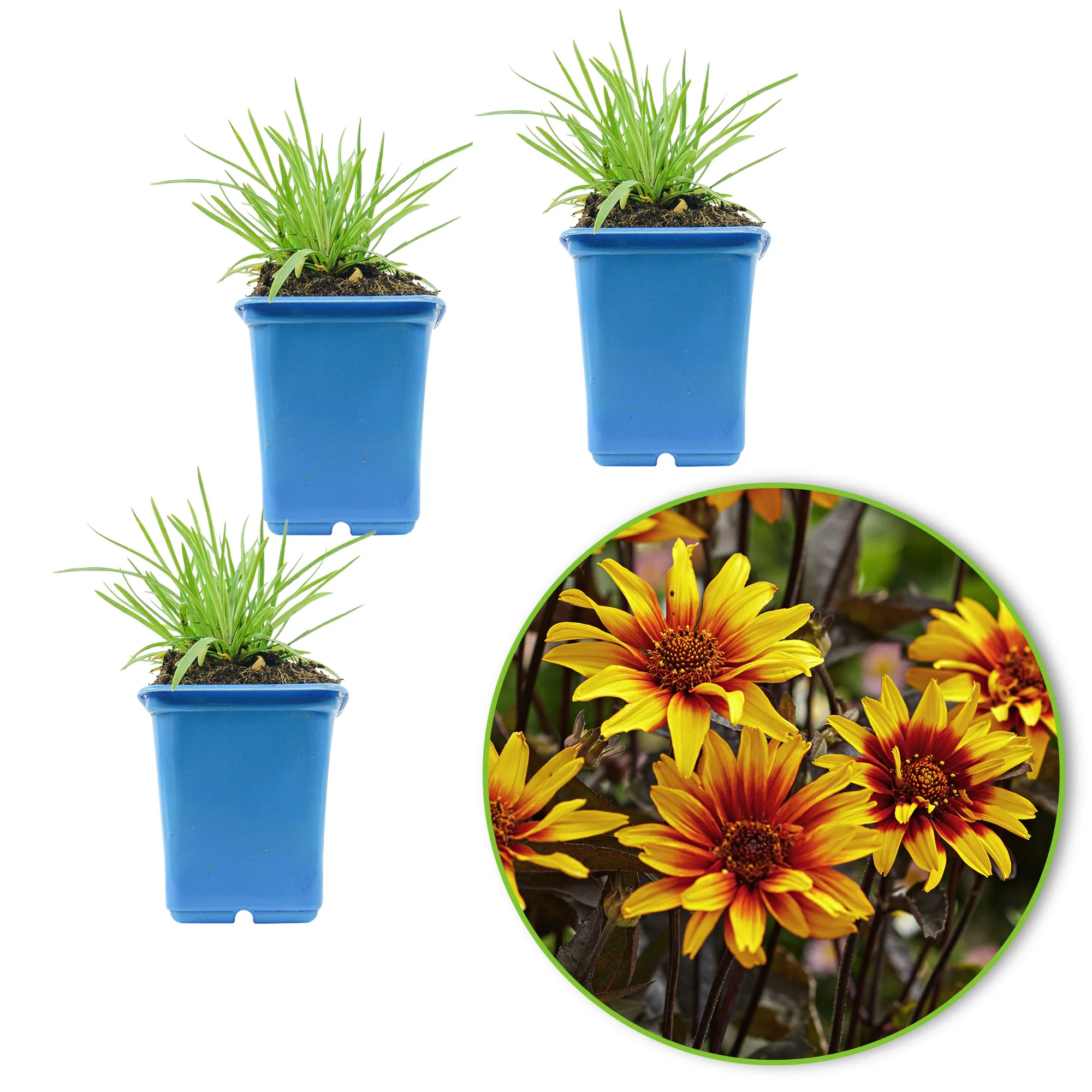 3x Héliopsis 'Burning Hearts' orangé-jaune - Plants à racines nues - Image 4