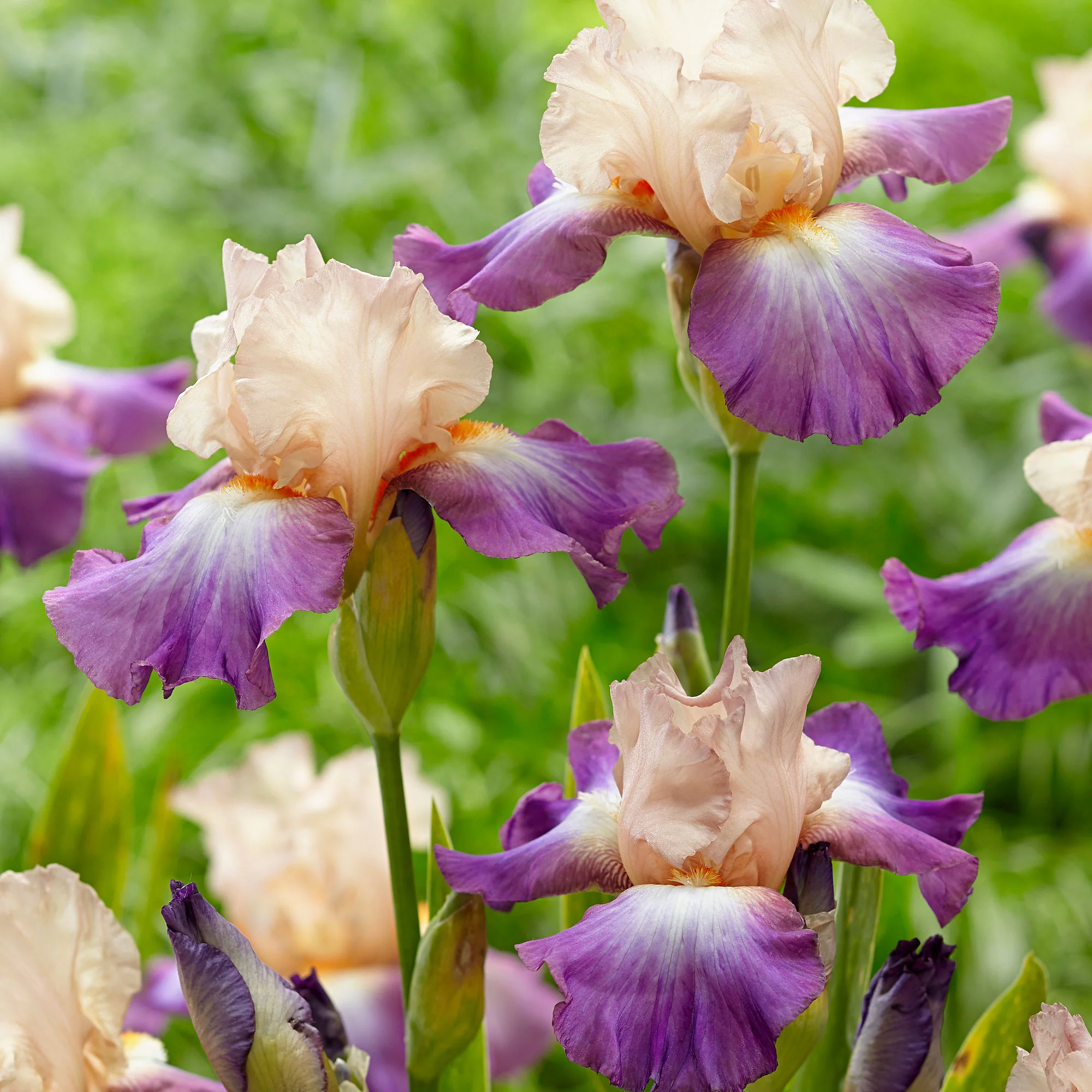 3x Iris barbu 'Fruitsation' crème-violet - Plants à racines nues - Image 2