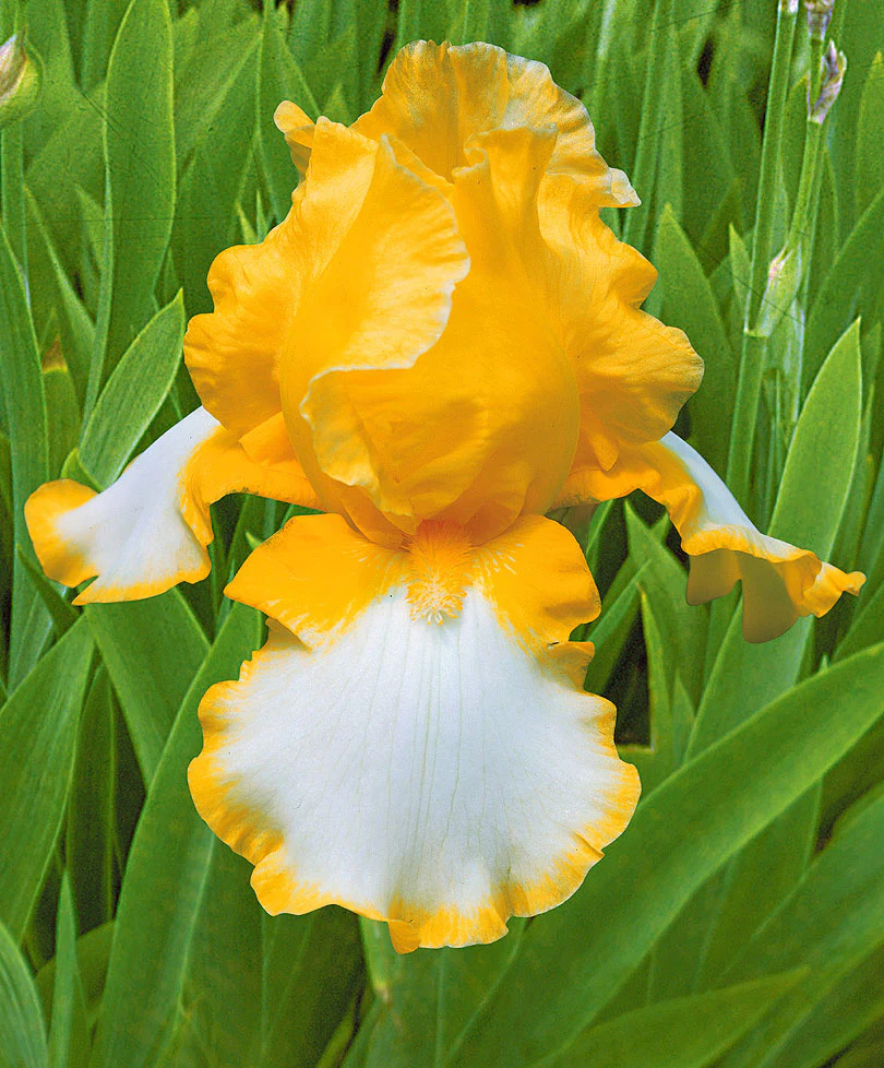 3x Iris barbu 'Glacier Gold' jaune-blanc - Plants à racines nues - Image 2