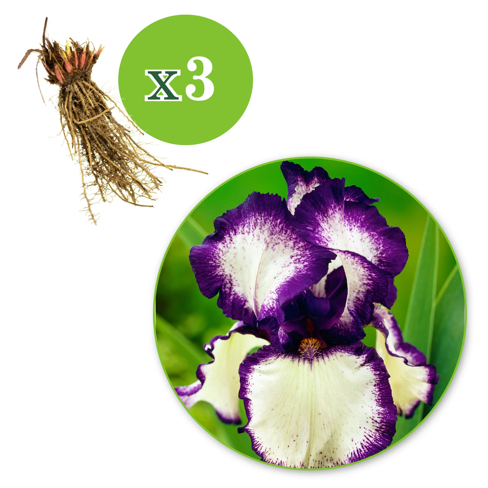 3x Iris barbu 'Loop the Loop' violet-blanc - Plants à racines nues - Image 4