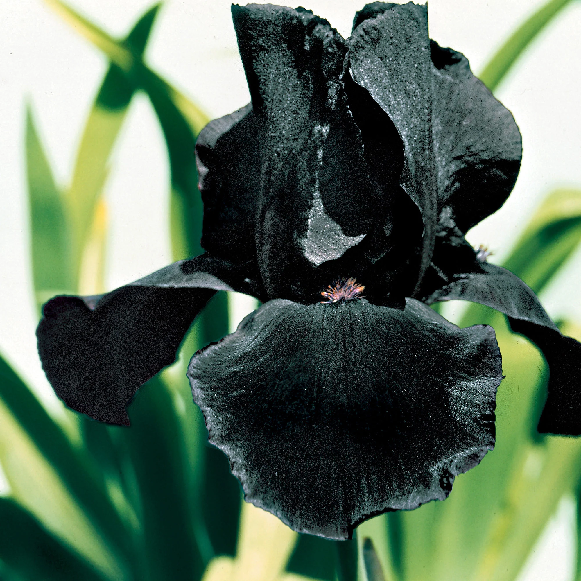 3x Iris barbu 'Study in Black' violet - Plants à racines nues - Image 2