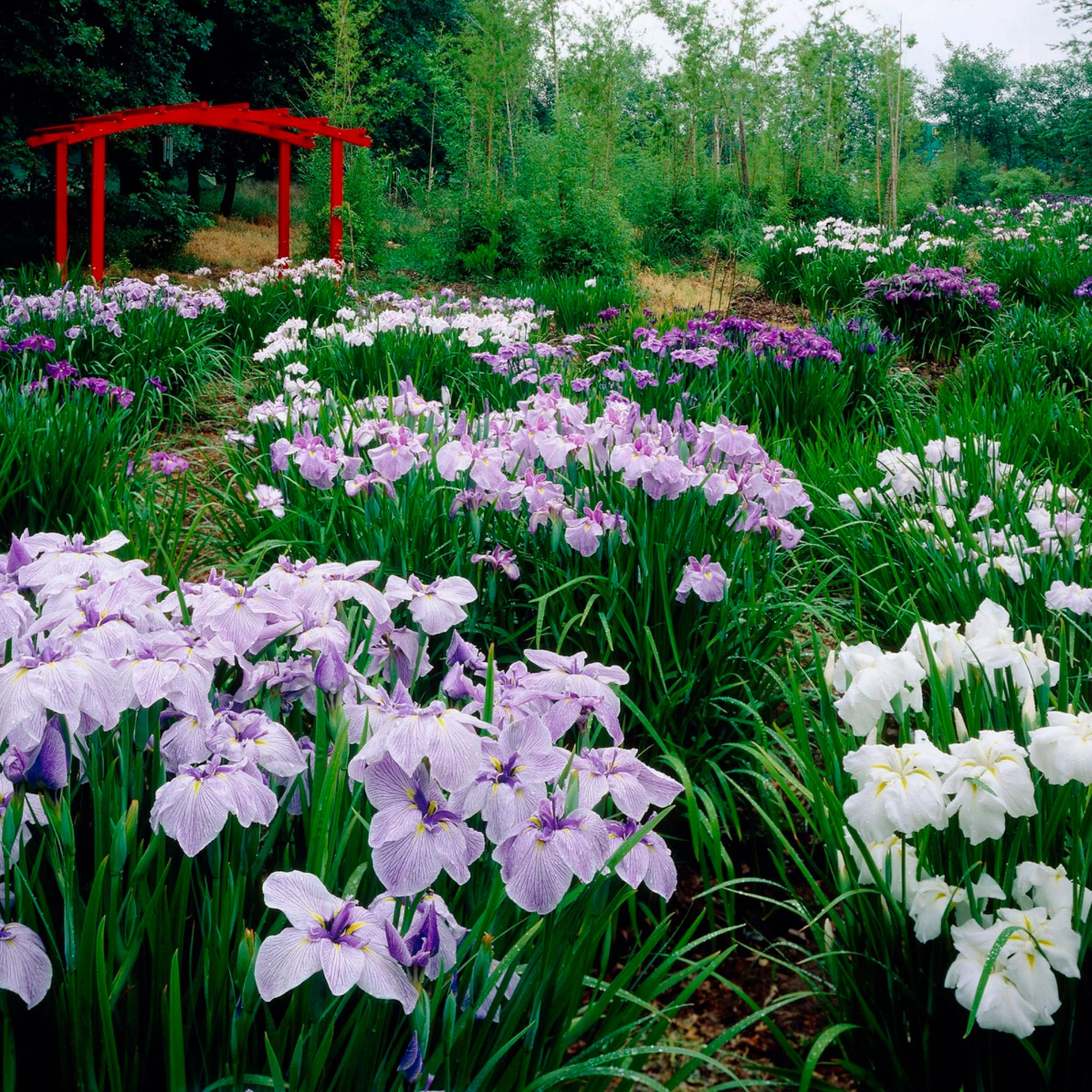 3x Iris du Japon ensata - Mélange 'Elegant Flowers' - violet-bleu-blanc - Image 2