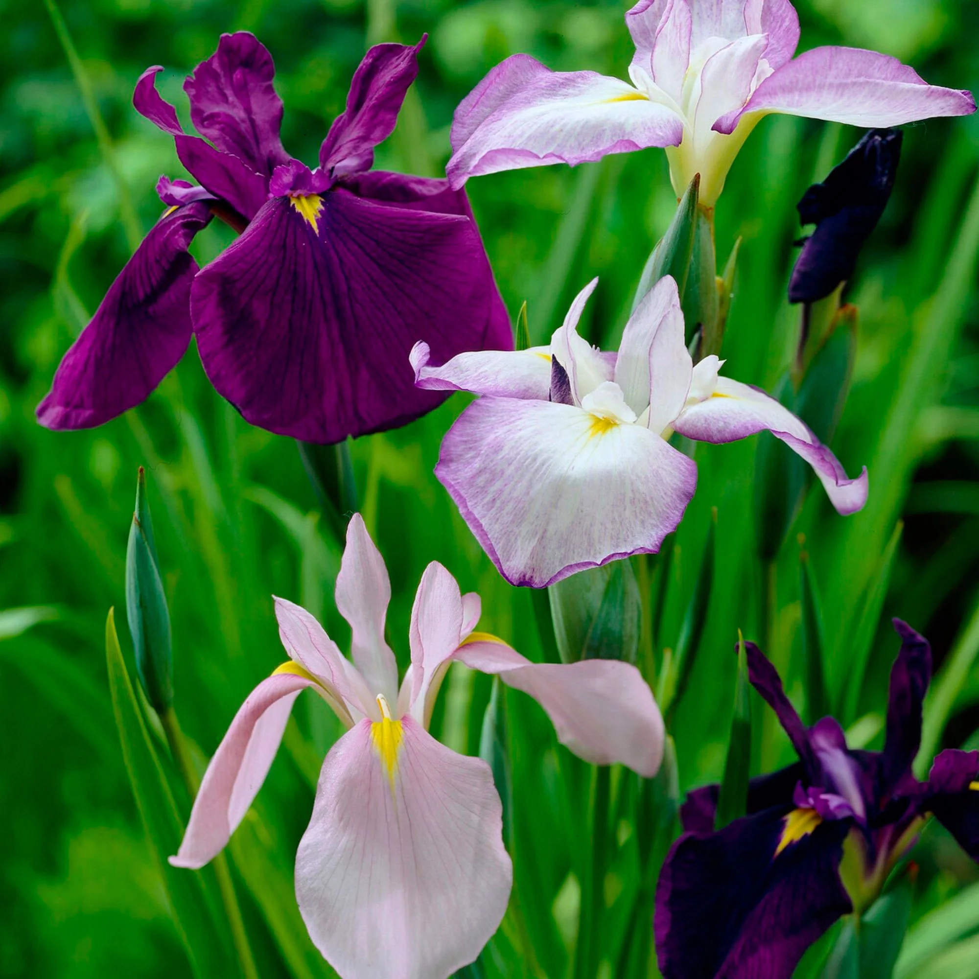 3x Iris du Japon ensata - Mélange 'Elegant Flowers' - violet-bleu-blanc - Image 3