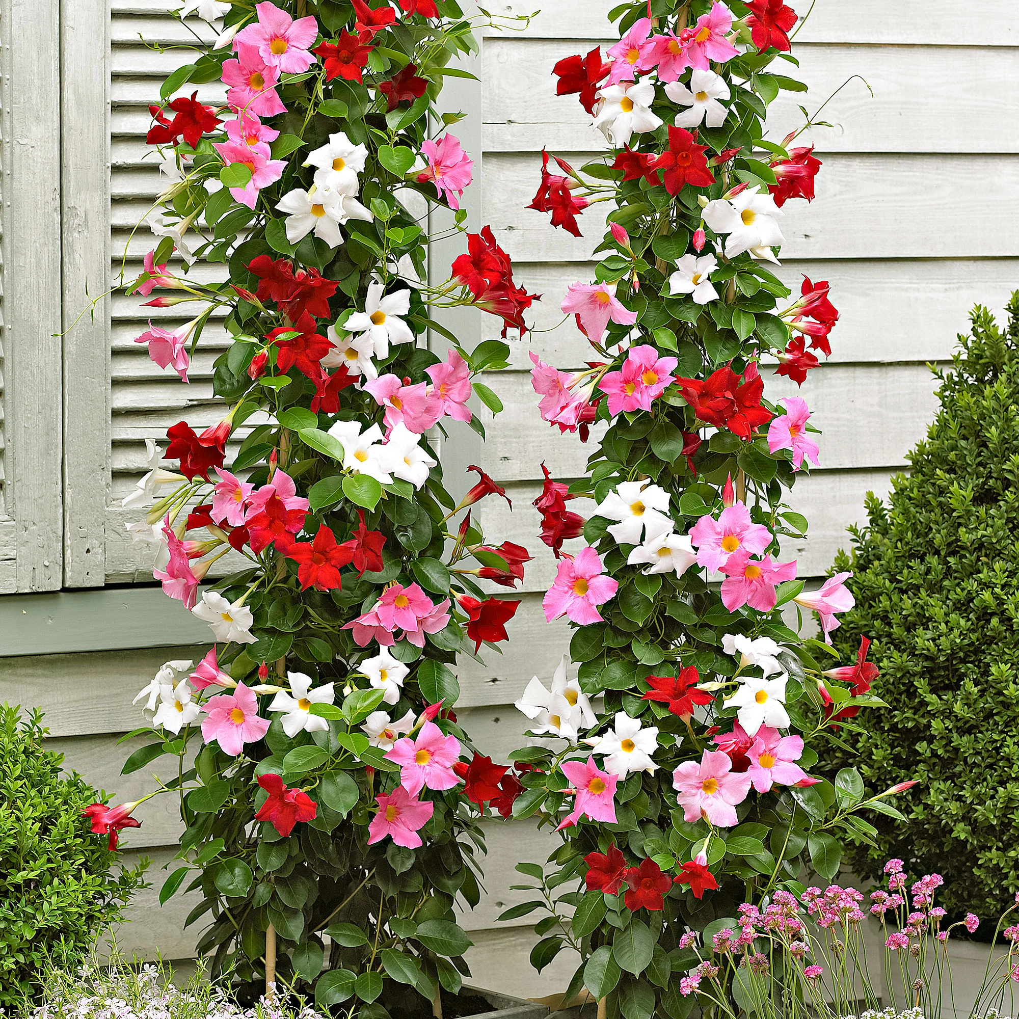 3x Jasmin du Chili Mandevilla sanderi rouge-rose-blanc - Image 2