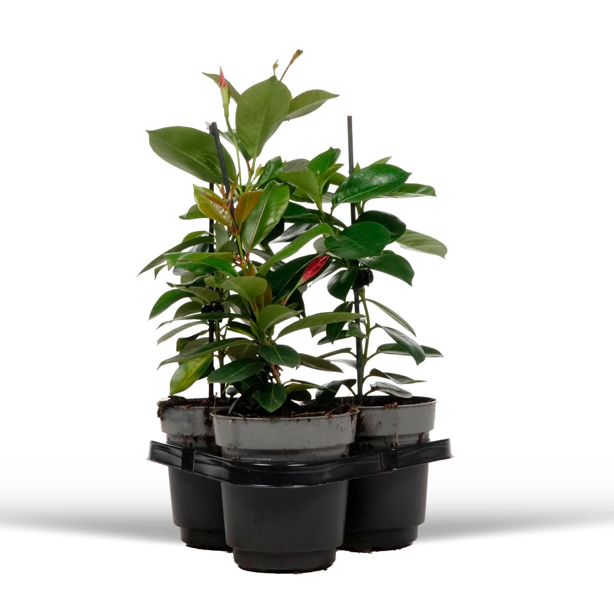 3x Jasmin du Chili Mandevilla sanderi rouge-rose-blanc - Image 4