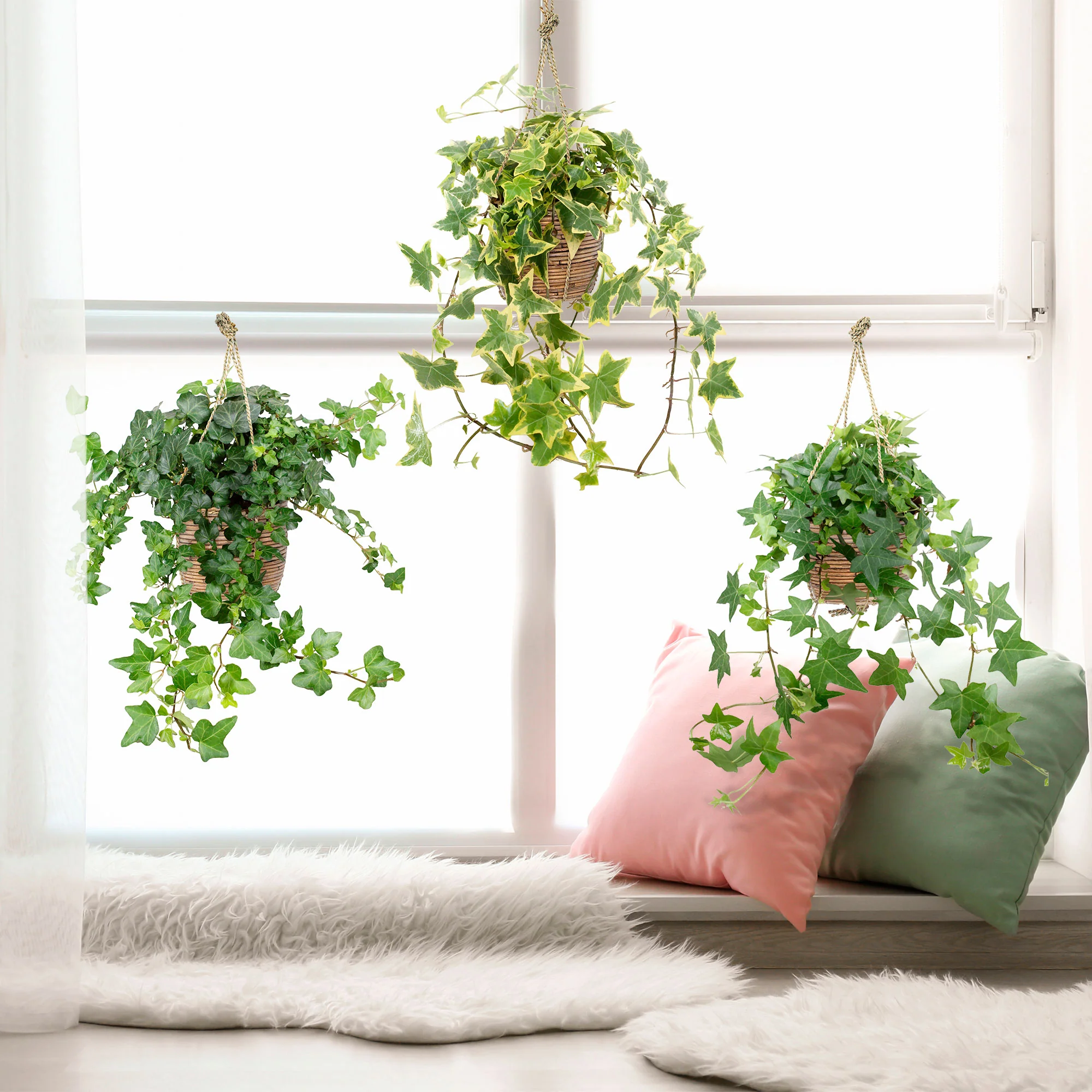 3x Lierre grimpant Hedera - Mix 'grands hederas'