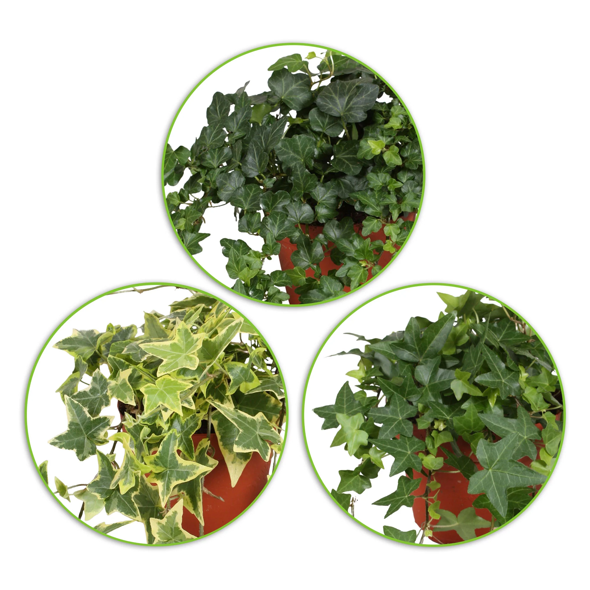 3x Lierre grimpant Hedera - Mix 'grands hederas' - Image 3