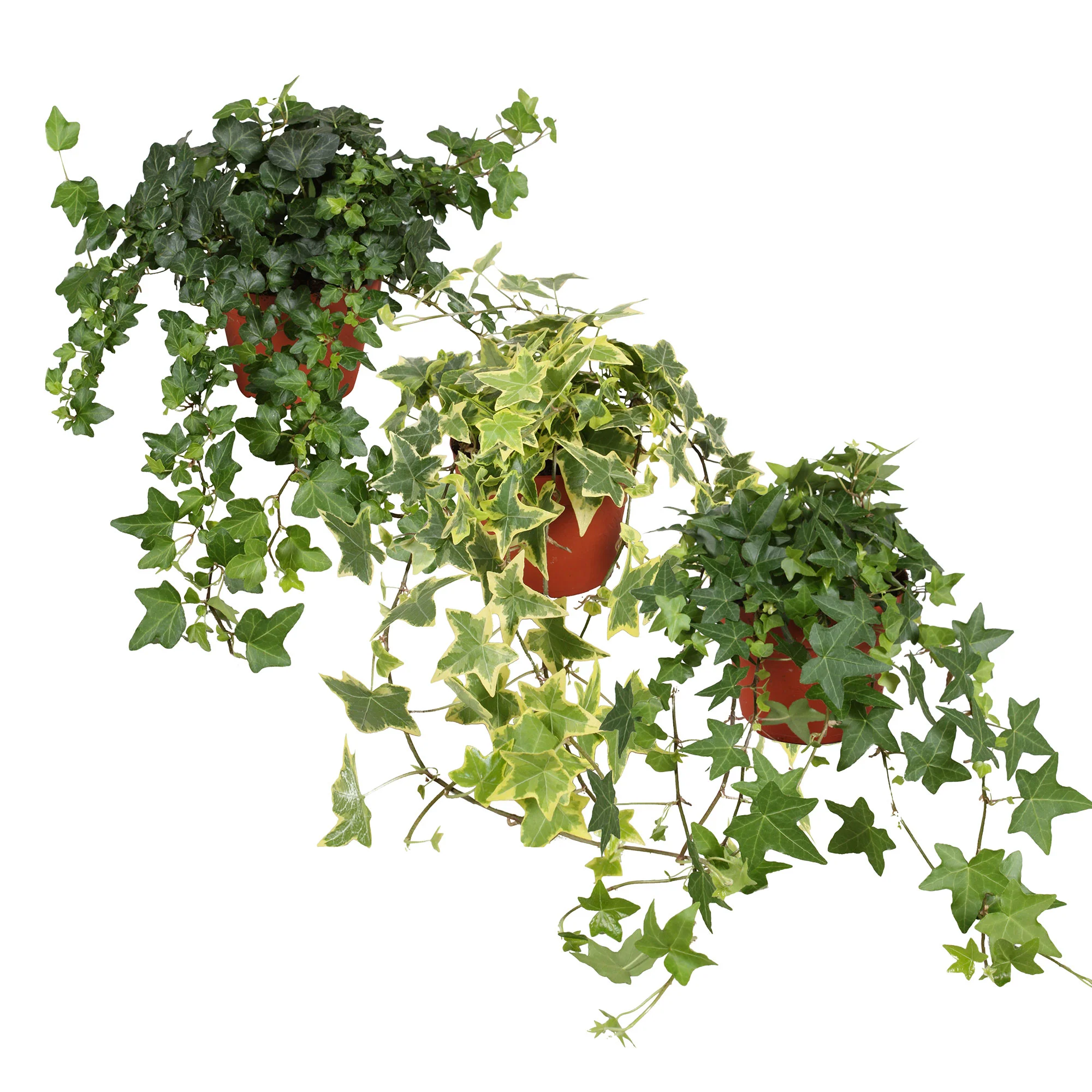 3x Lierre grimpant Hedera - Mix 'grands hederas' - Image 4