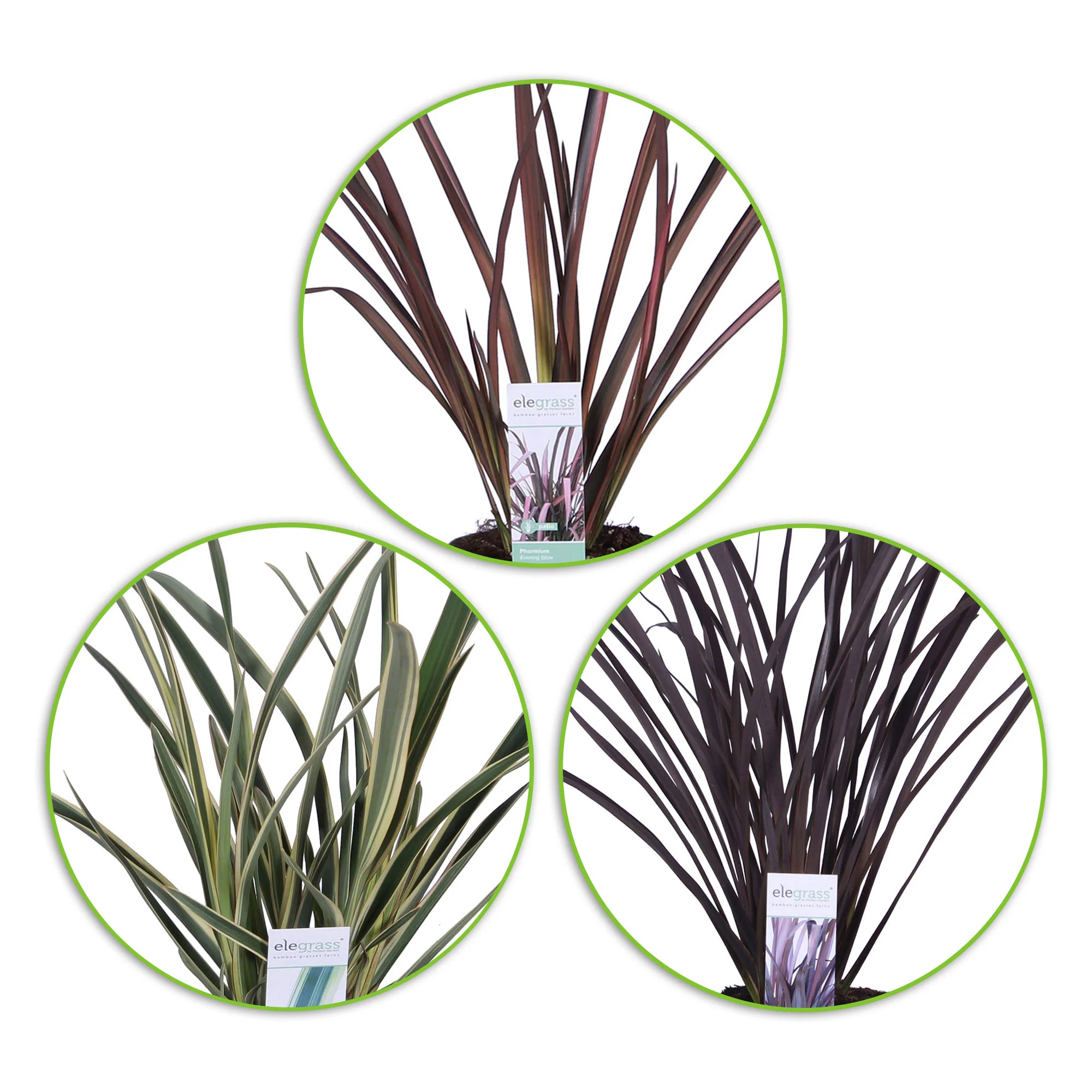 3x Lin de Nouvelle-Zélande Phormium - Mélange 'Herbe exotique' - Image 2
