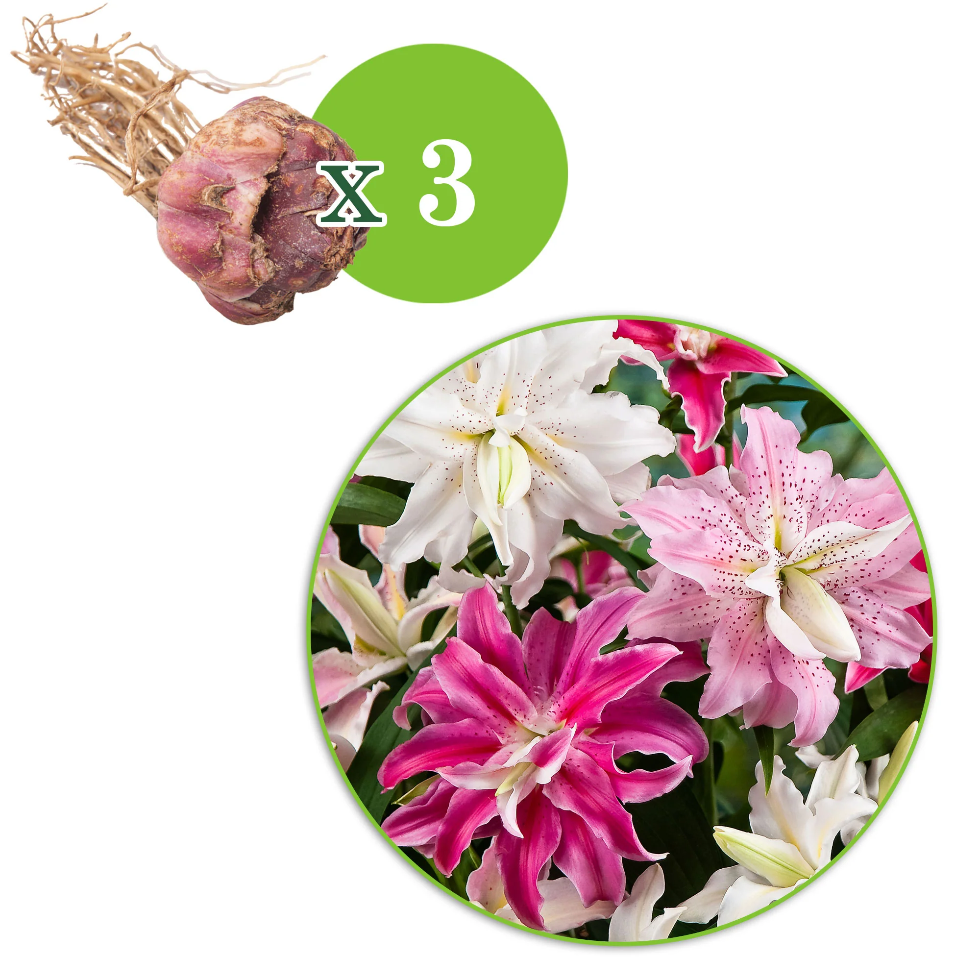 3x Lys à fleurs doubles - Mélange 'The Roses' rose-blanc - Image 4