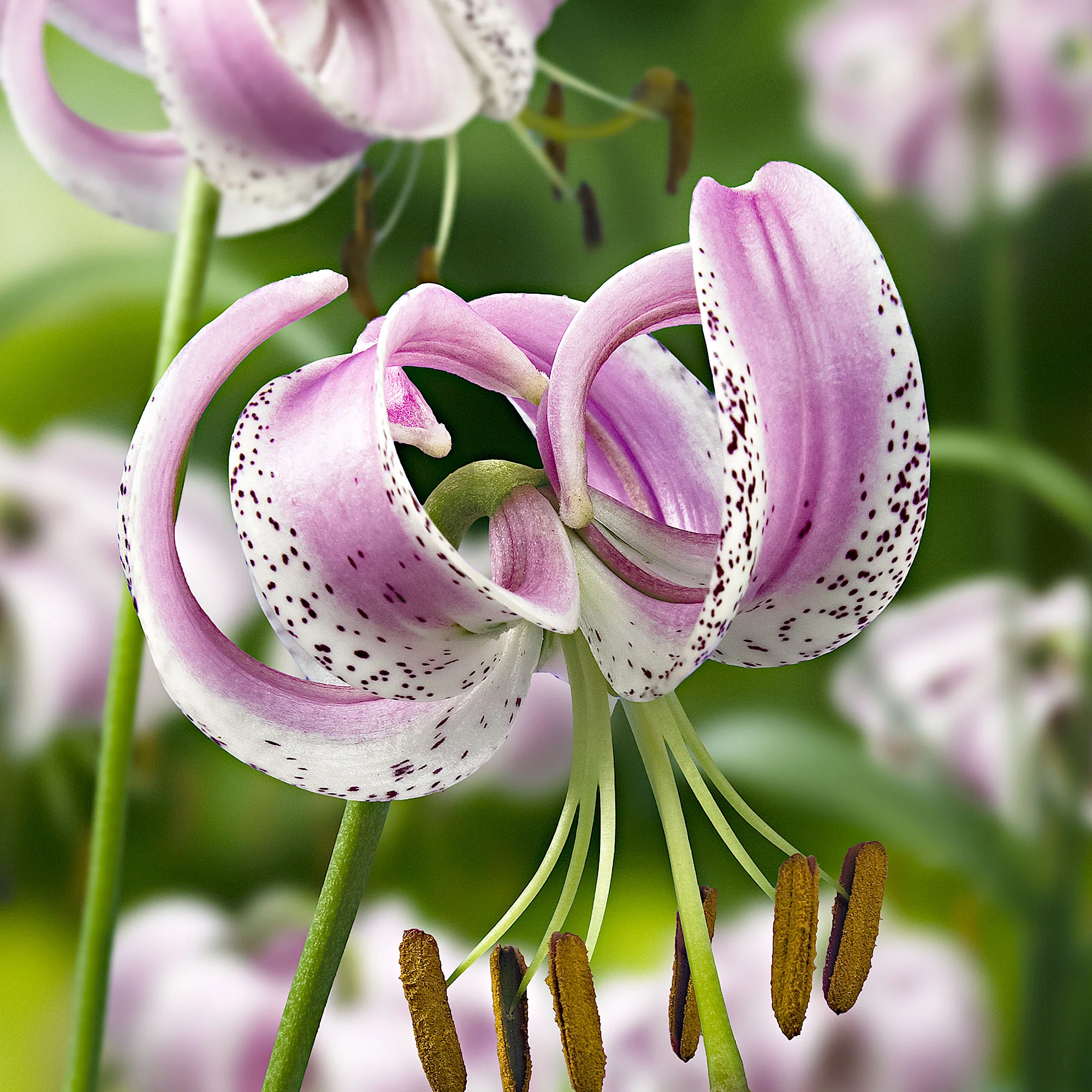 3x Lys violet-blanc - Image 2