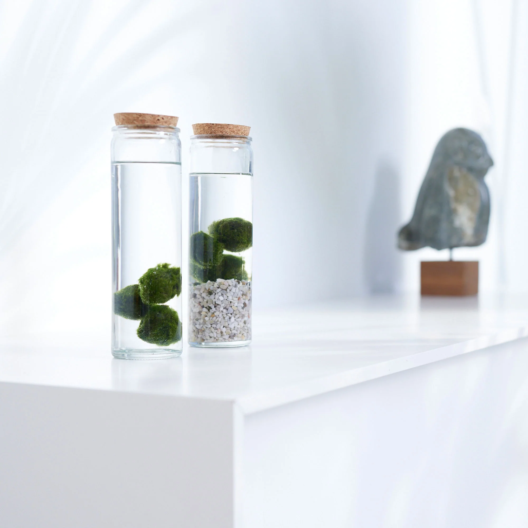 3x Marimo Boule de mousse Chladophora avec verre - Image 4