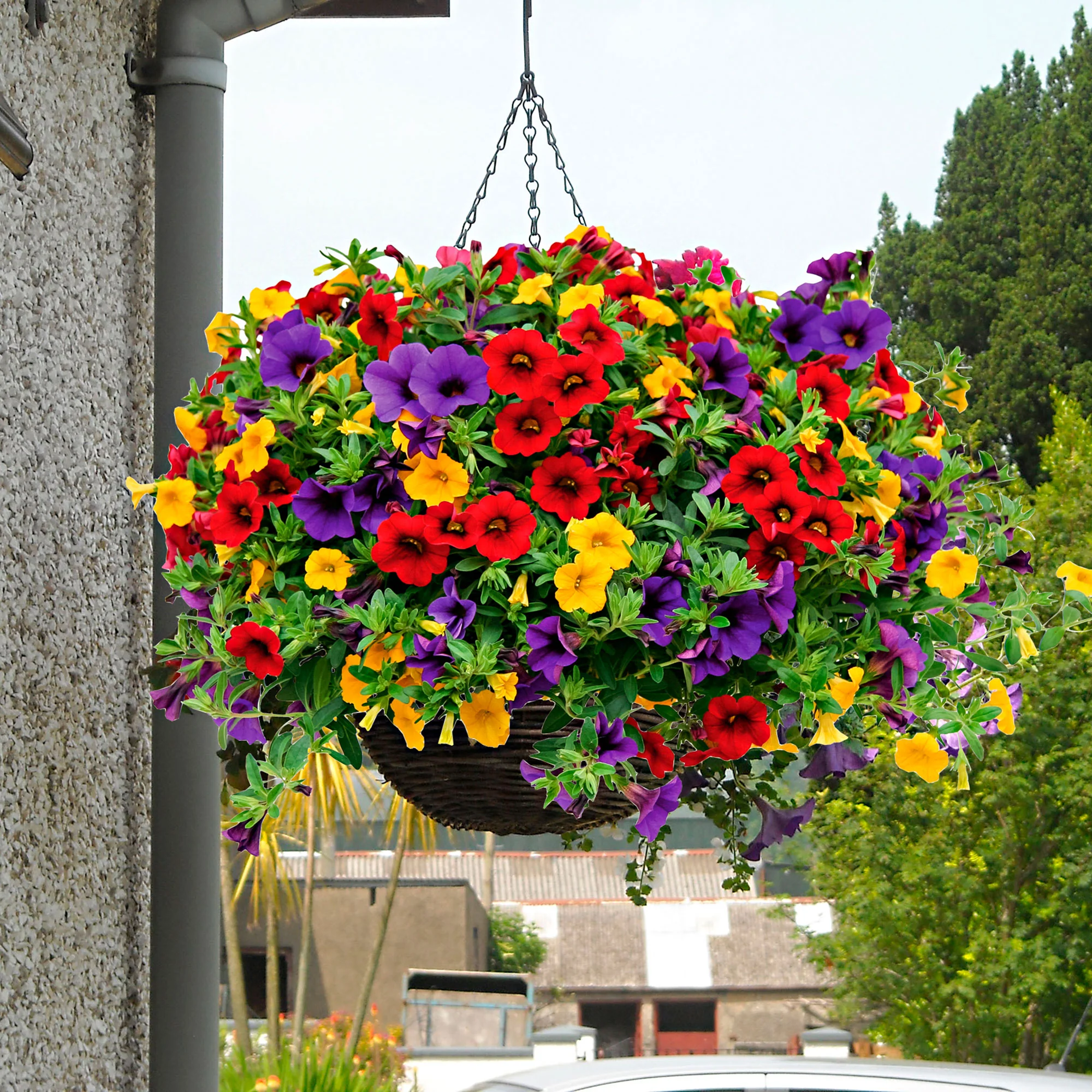 3x Mini pétunia Calibrachoa - Mélange 'Bolero' rouge-jaune-bleu - Image 2