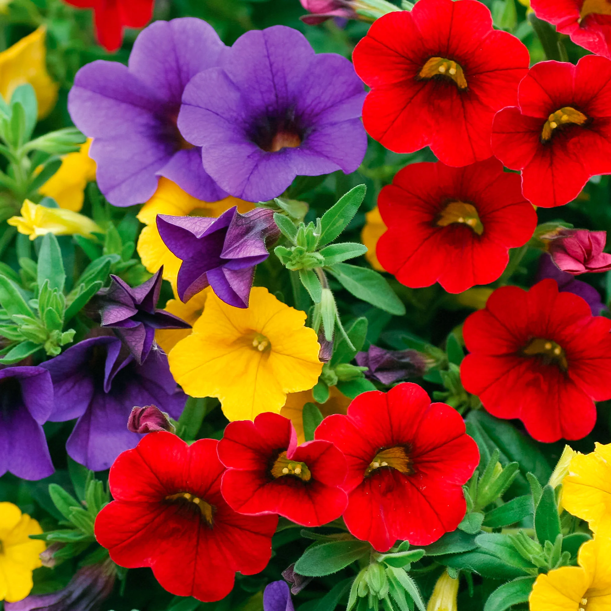 3x Mini pétunia Calibrachoa - Mélange 'Bolero' rouge-jaune-bleu - Image 3
