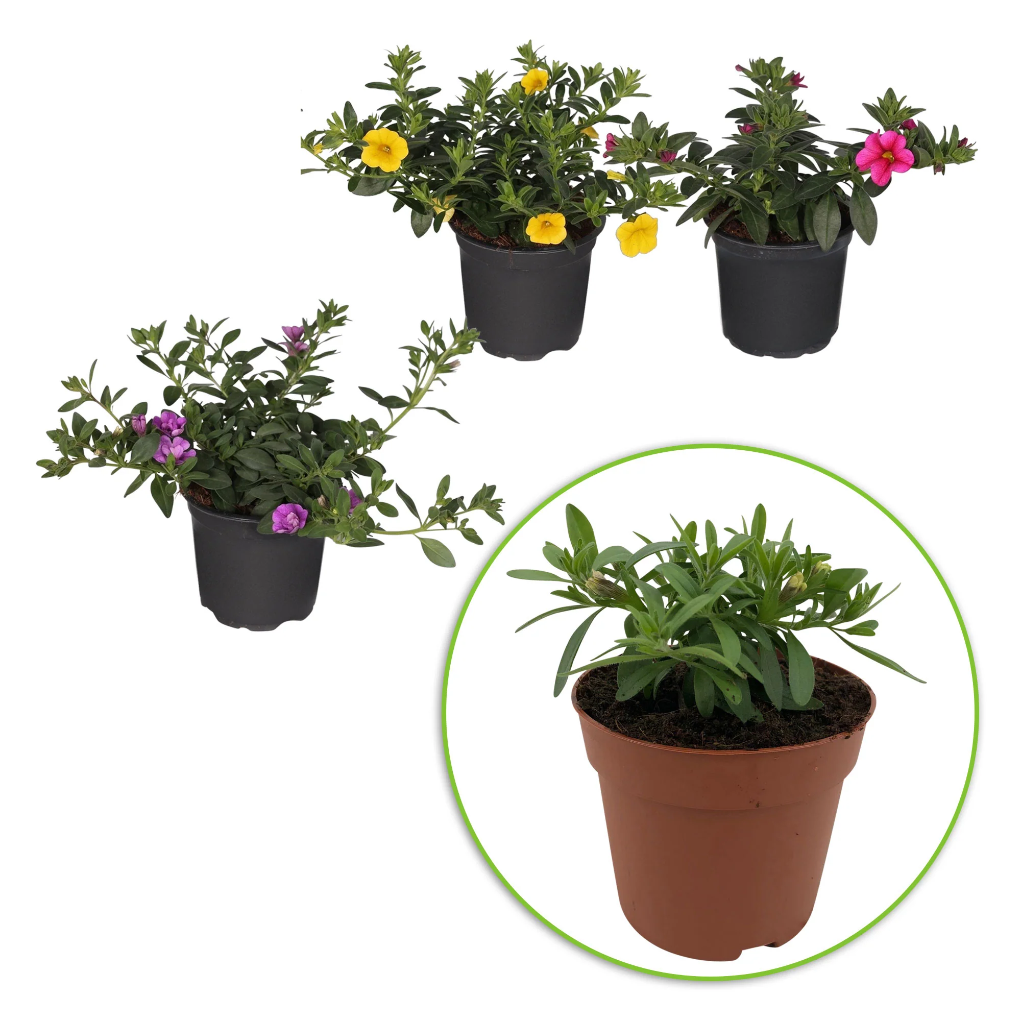 3x Mini pétunia Calibrachoa 'Petticoat' jaune-rose-violet - Image 4