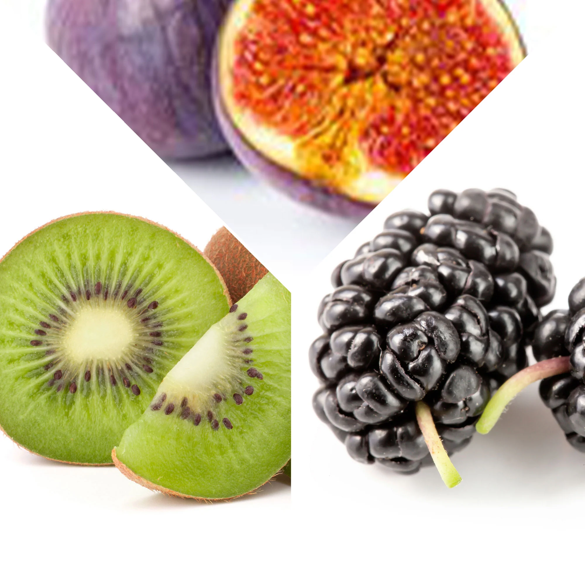 3x Mûrier 'Mulle', figuier 'Perretta', kiwi 'Jenny' - Mélange 'Fruit d'été' - Biologique