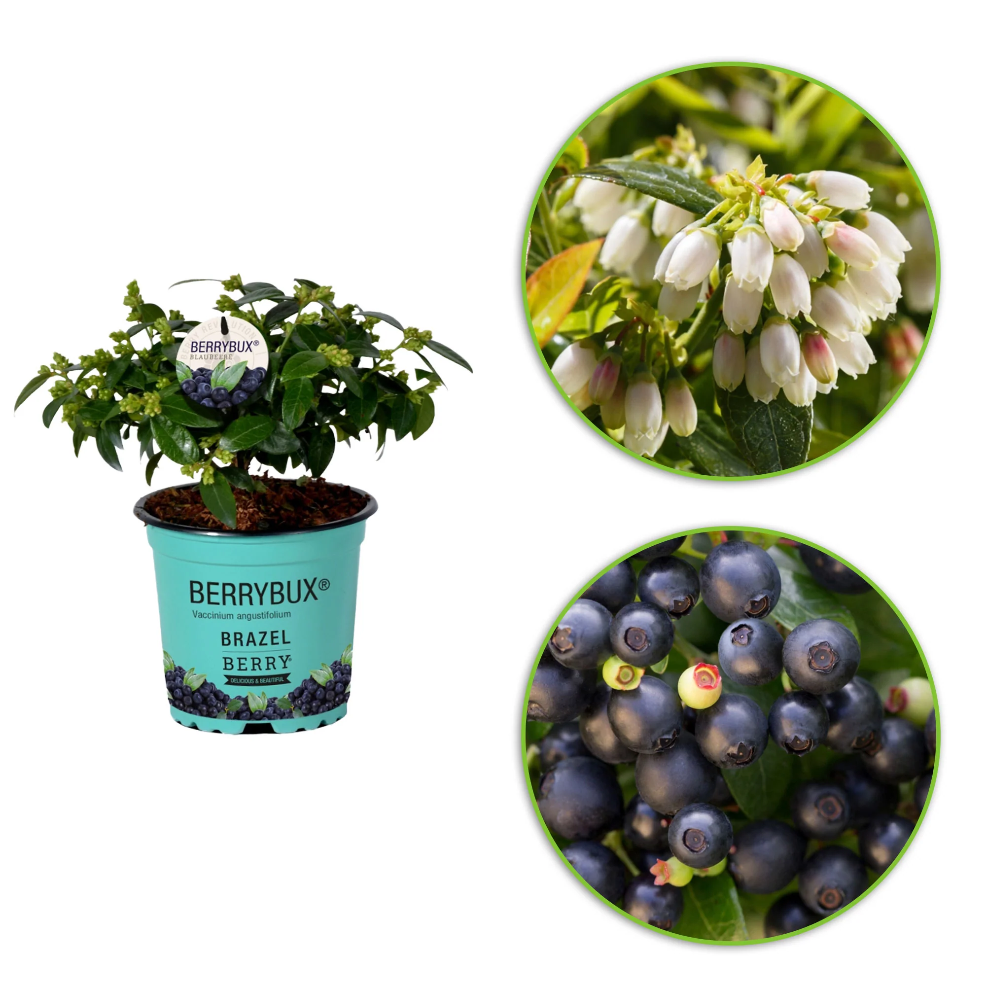 3x Myrtille Vaccinium 'Berrybux' Blanc - Image 7