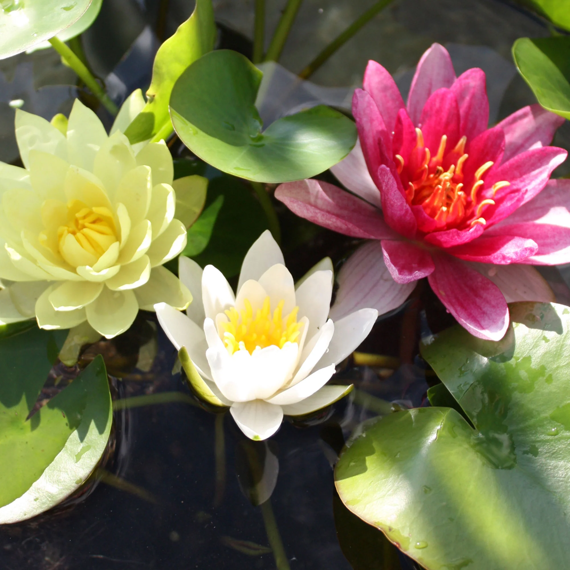 3x Nénuphar rouge-jaune-blanc - Image 2