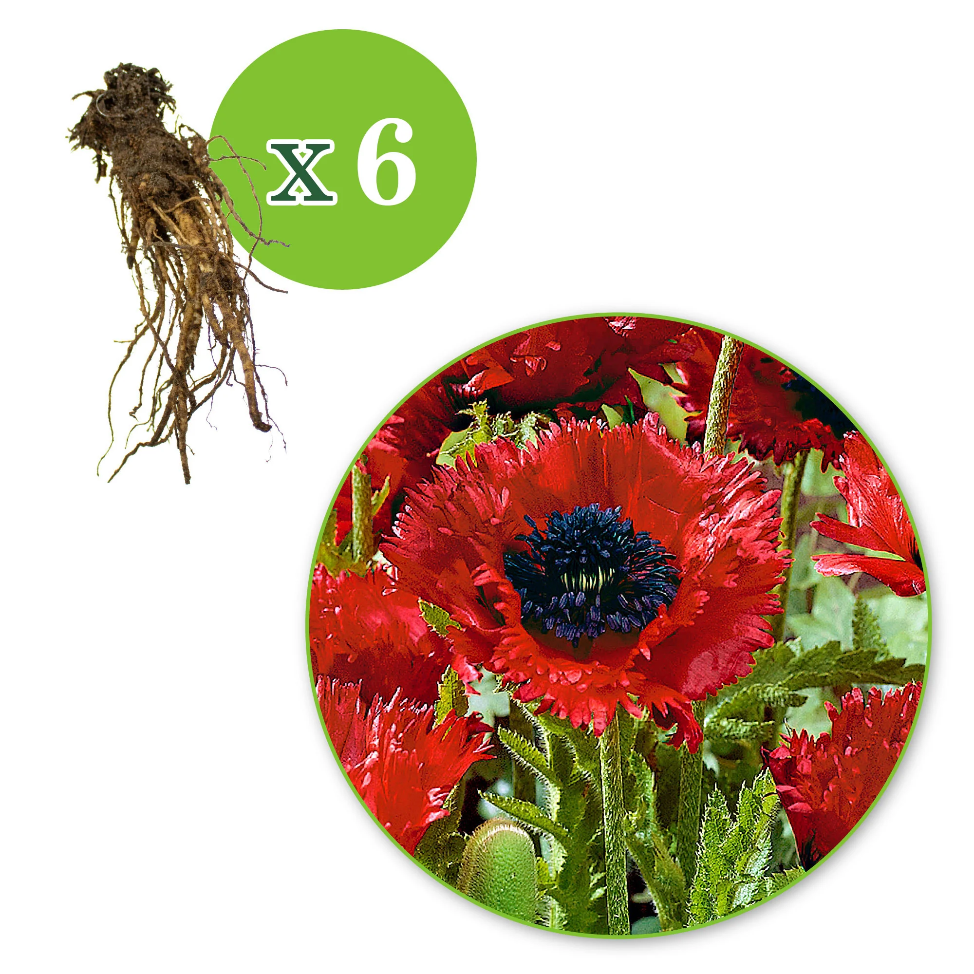 3x Pavot d'Orient Papaver 'Türkenlouis' rouge - Plants à racines nues - Image 5