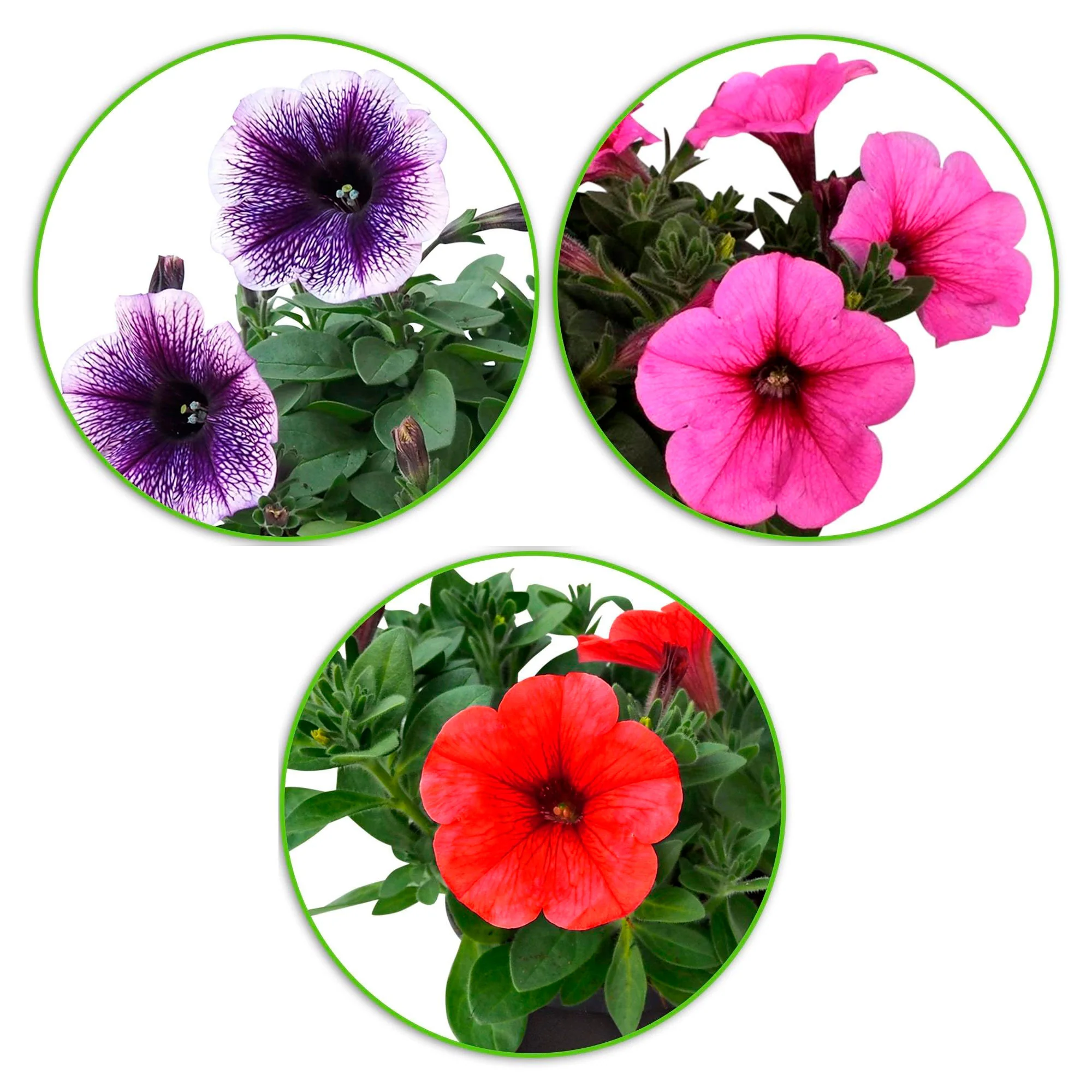 3x Pétunia 'Alpetunia' - Mélange - Image 3