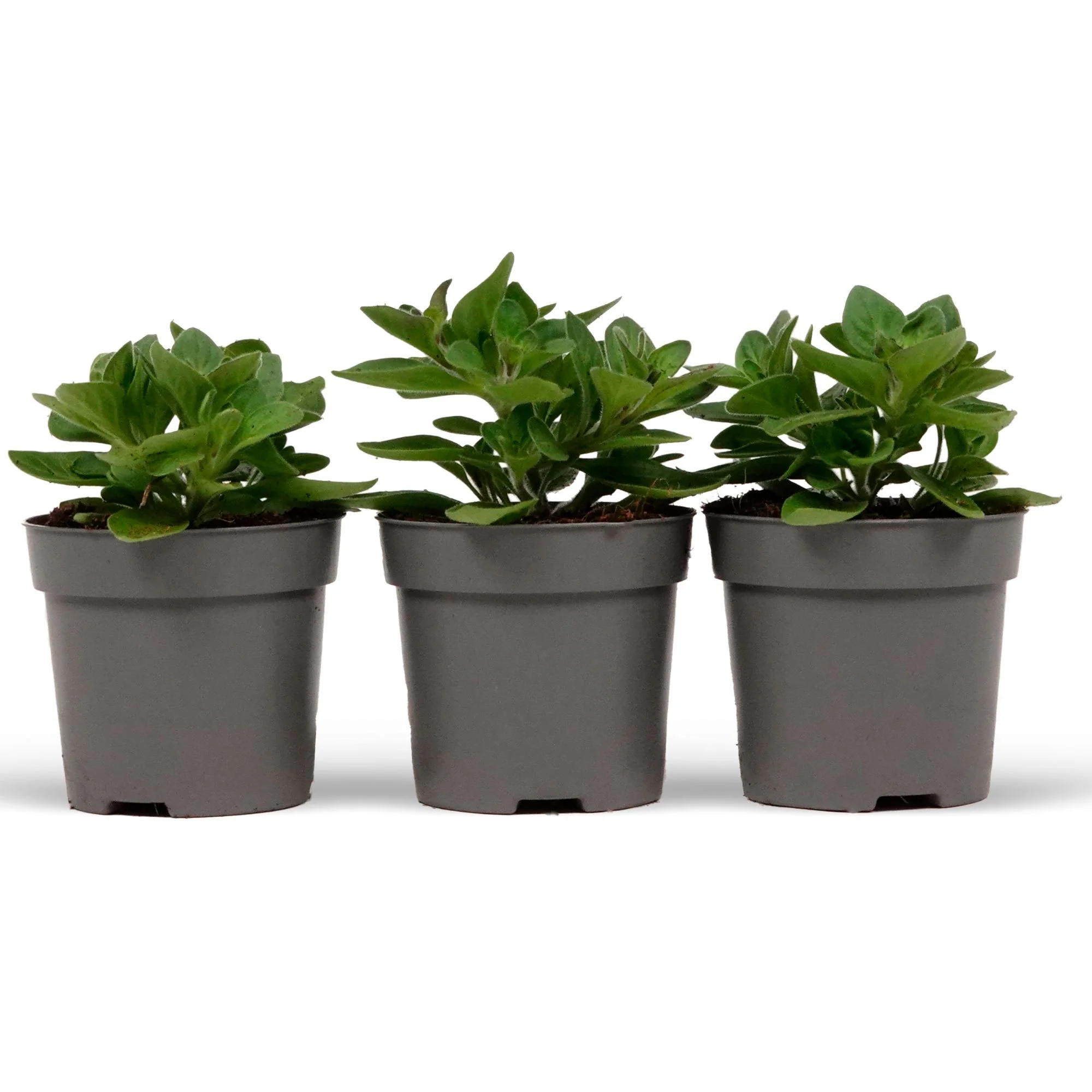 3x Pétunia 'Alpetunia' - Mélange - Image 4