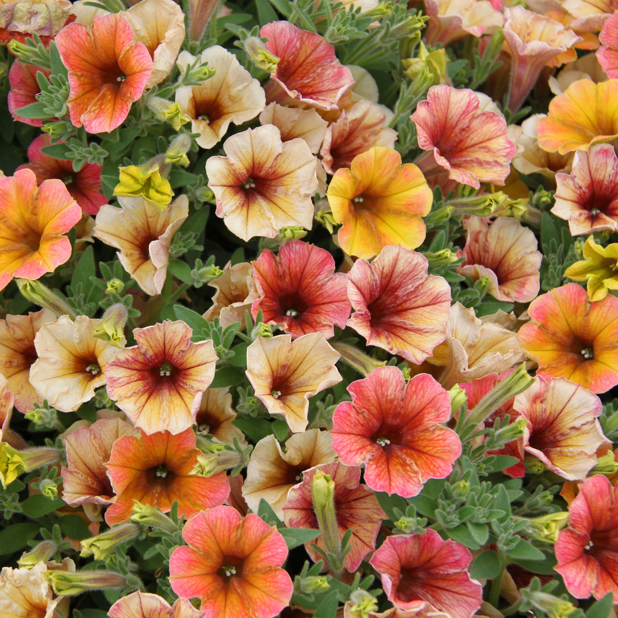 3x Pétunia grandiflroa 'Indian Summer' Jaune-Orangé-Rouge - Image 3