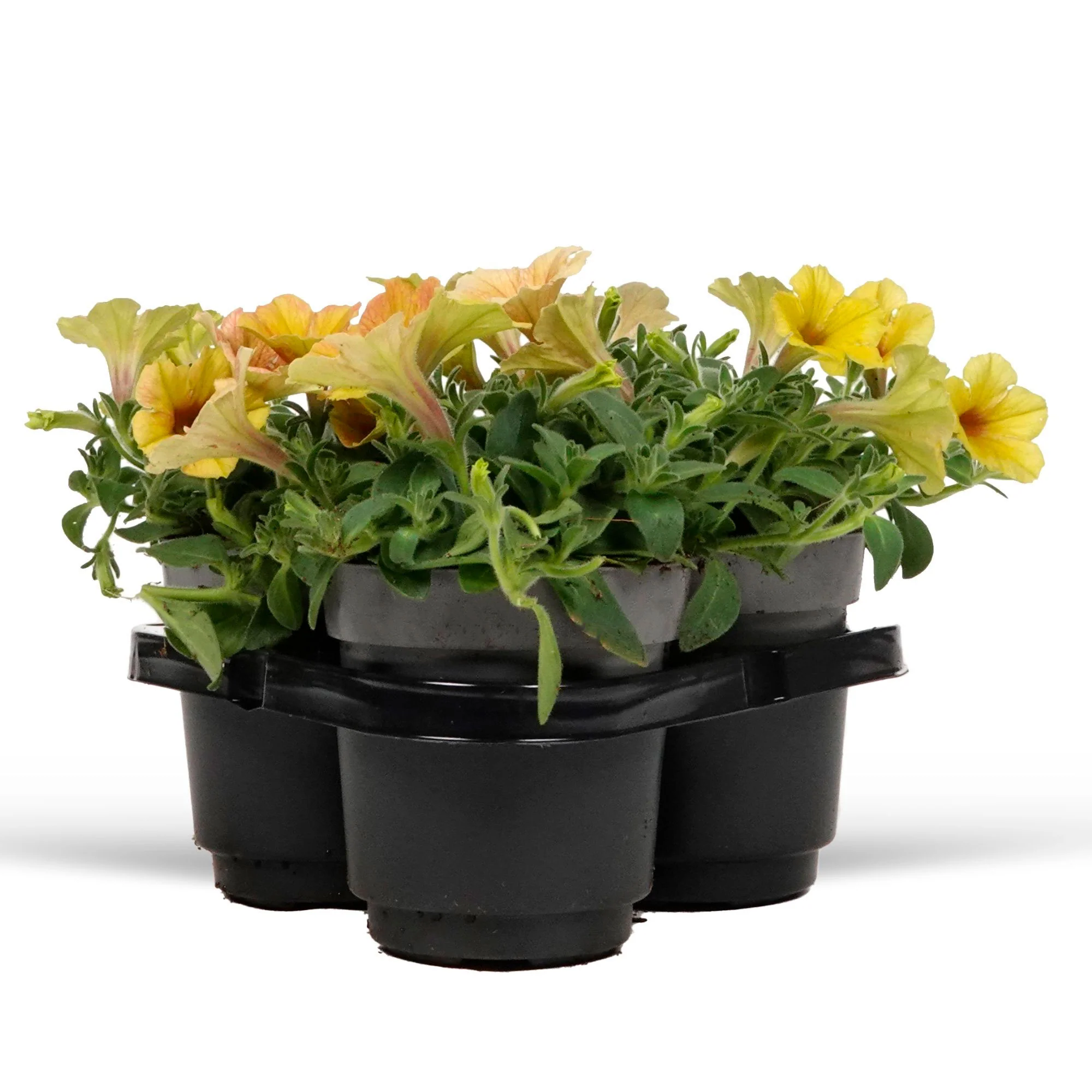3x Pétunia grandiflroa 'Indian Summer' Jaune-Orangé-Rouge - Image 4