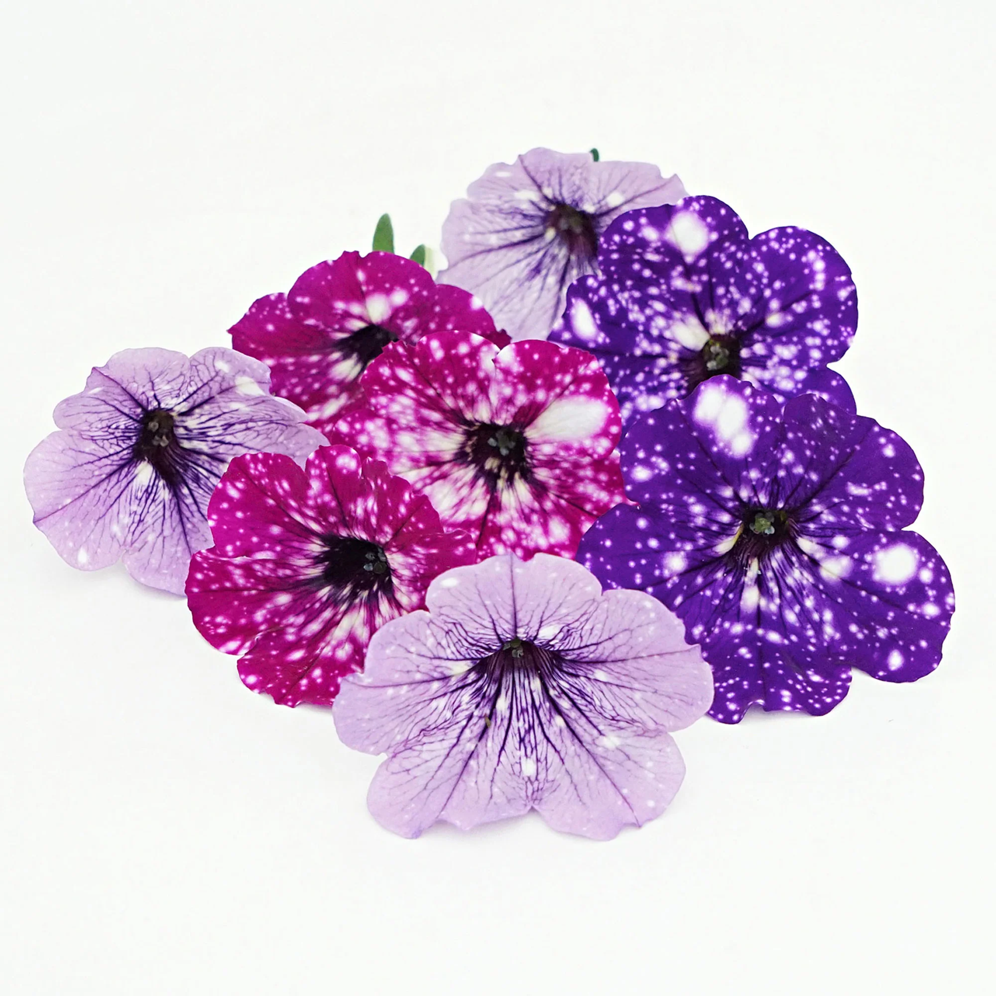 3x Petunia - Mélange 'Sky Mix' violet-rose-bleu - Image 8