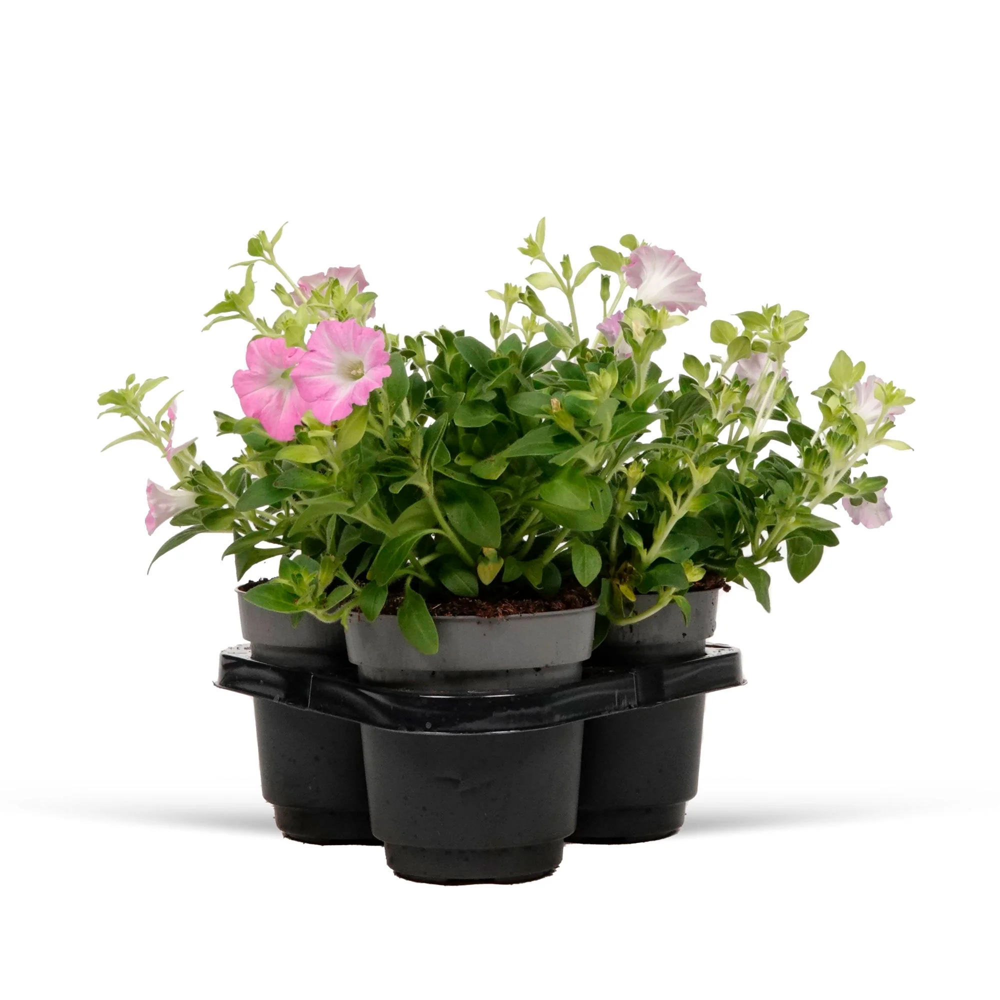 3x Petunia 'Soft Pink' Rose - Image 4