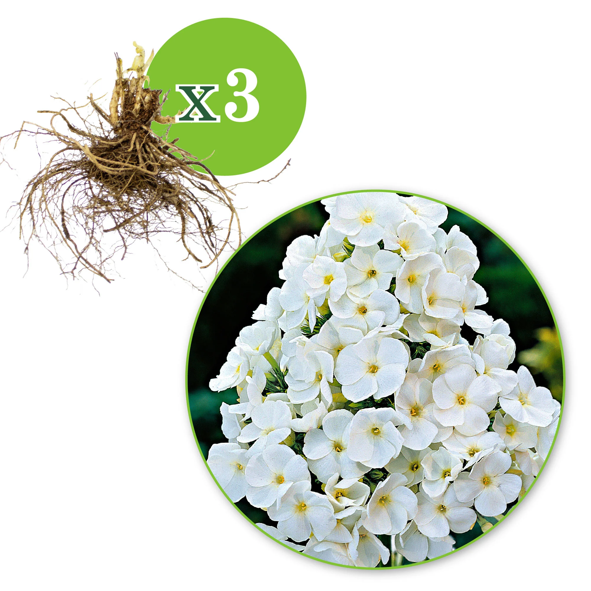 3x Phlox Phlox 'White Admiral' blanc - Plants à racines nues - Image 4