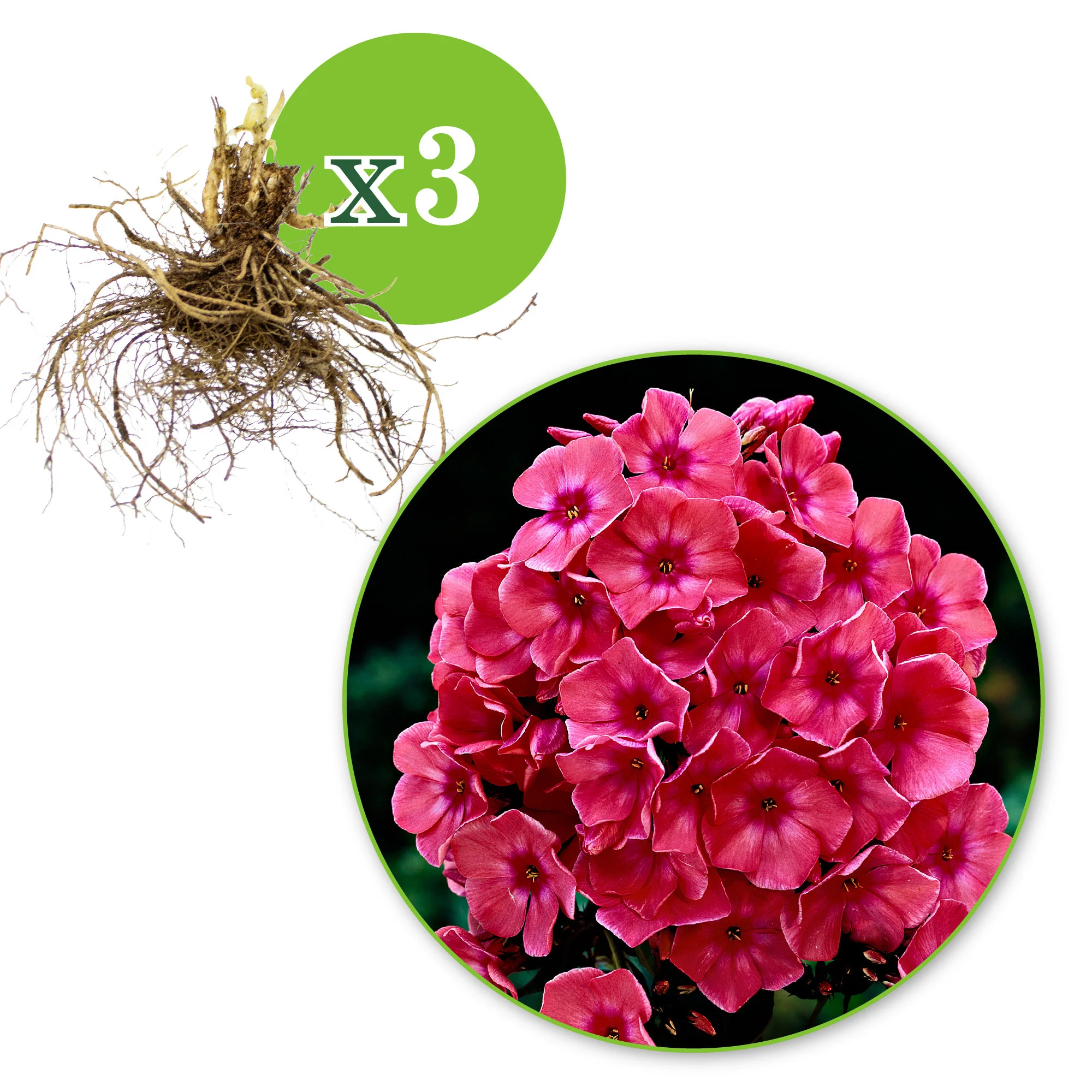 3x Phlox Phlox 'Windsor' rose - Plants à racines nues - Image 2