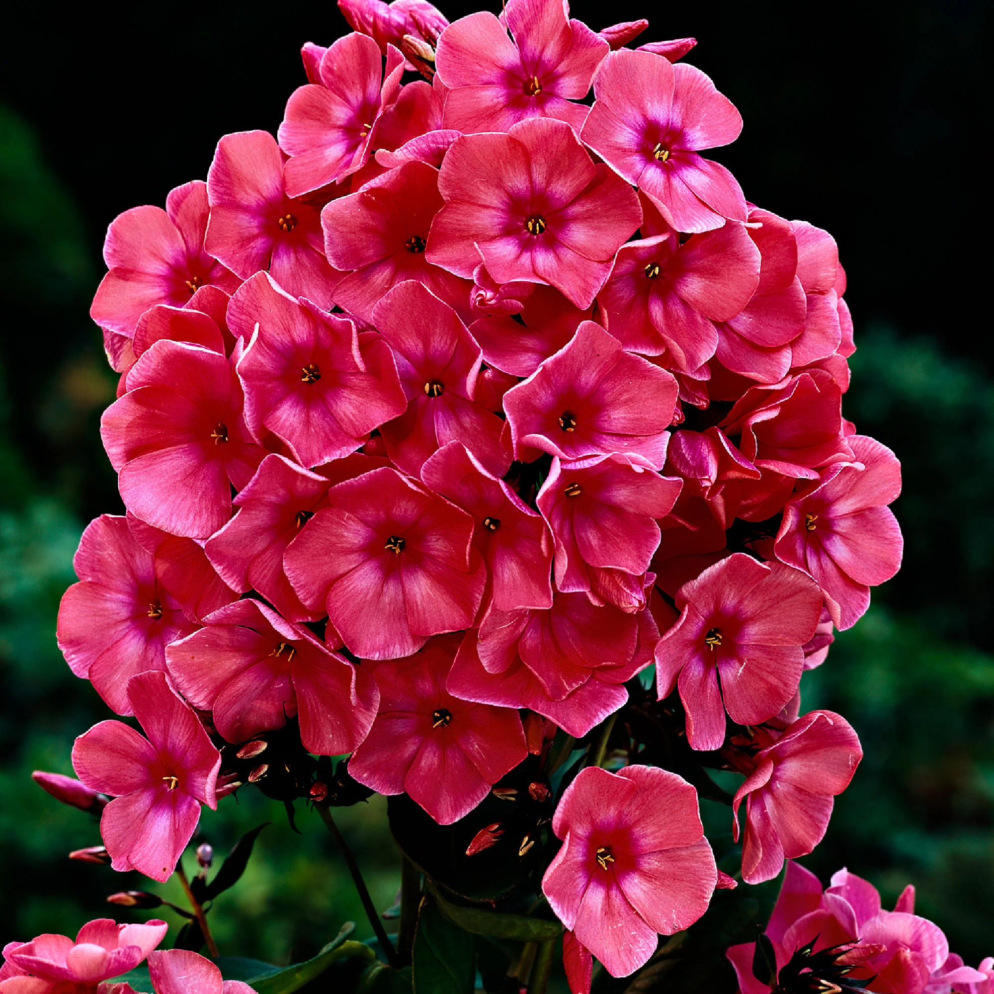 3x Phlox Phlox 'Windsor' rose - Plants à racines nues - Image 4