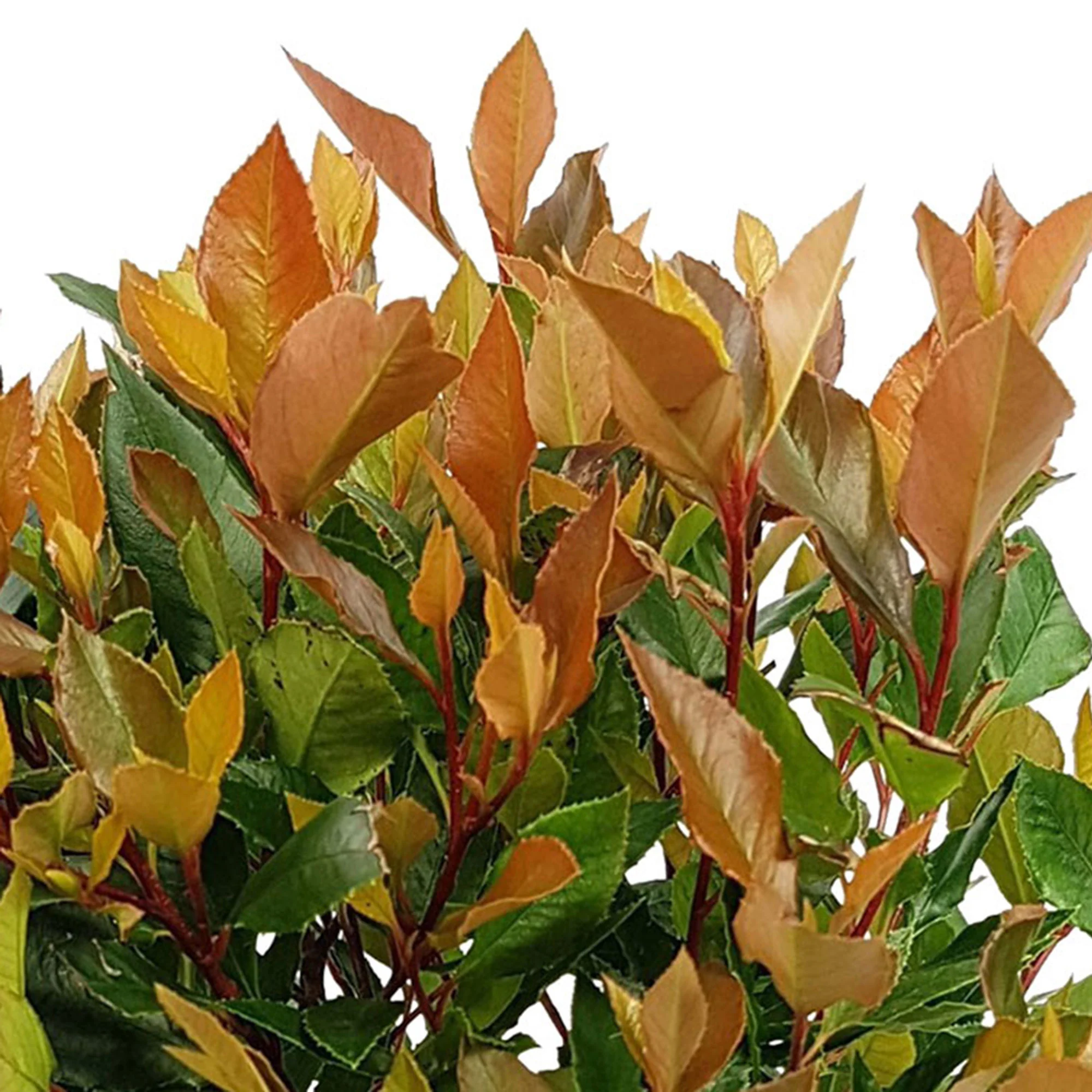 3x Photinia Photinia x fraseri 'Chico' incl. Pot Capi Urban smooth gris