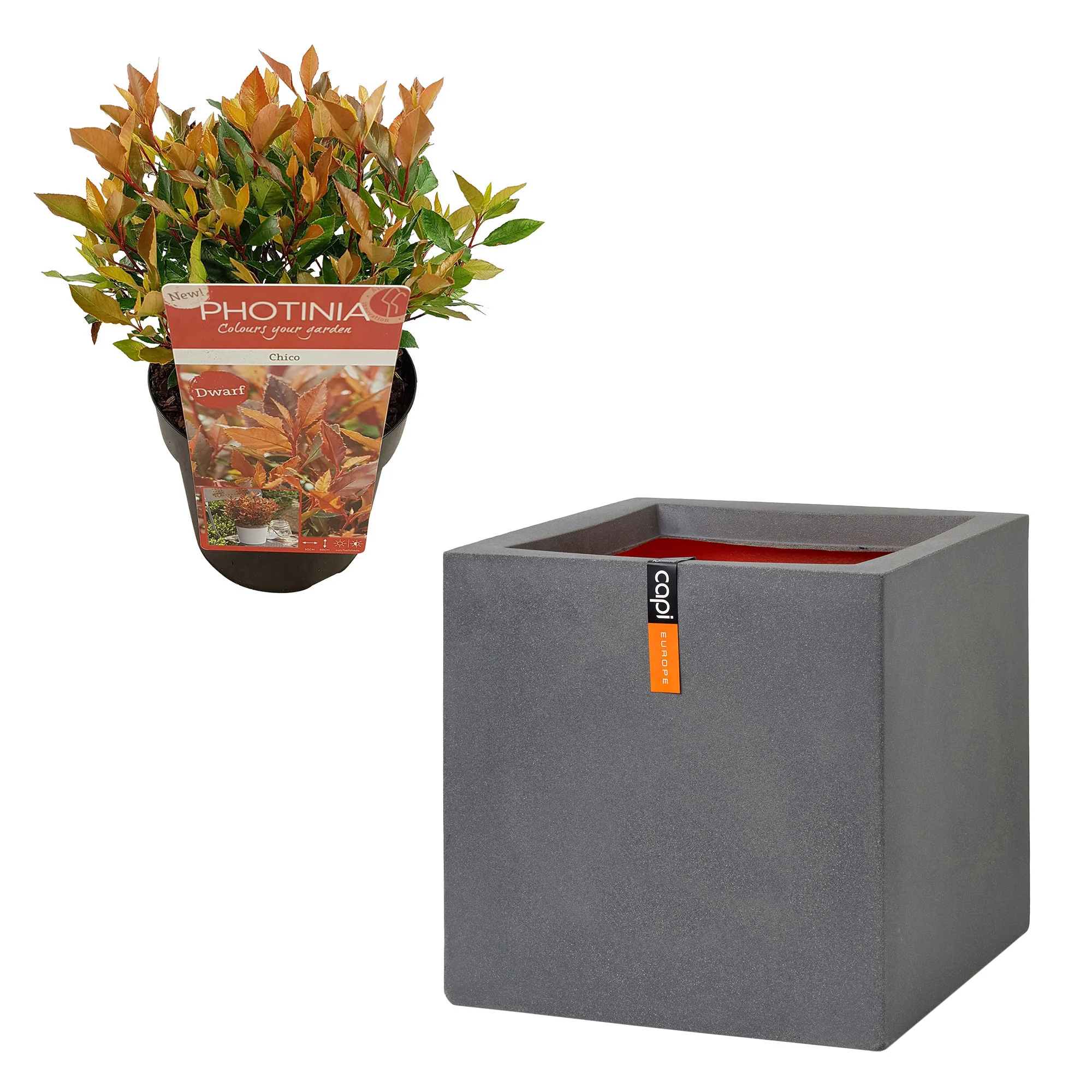 3x Photinia Photinia x fraseri 'Chico' incl. Pot Capi Urban smooth gris - Image 4