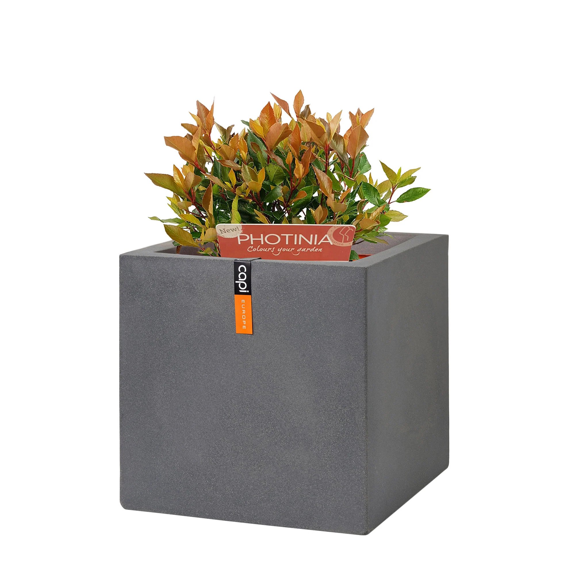3x Photinia Photinia x fraseri 'Chico' incl. Pot Capi Urban smooth gris - Image 5