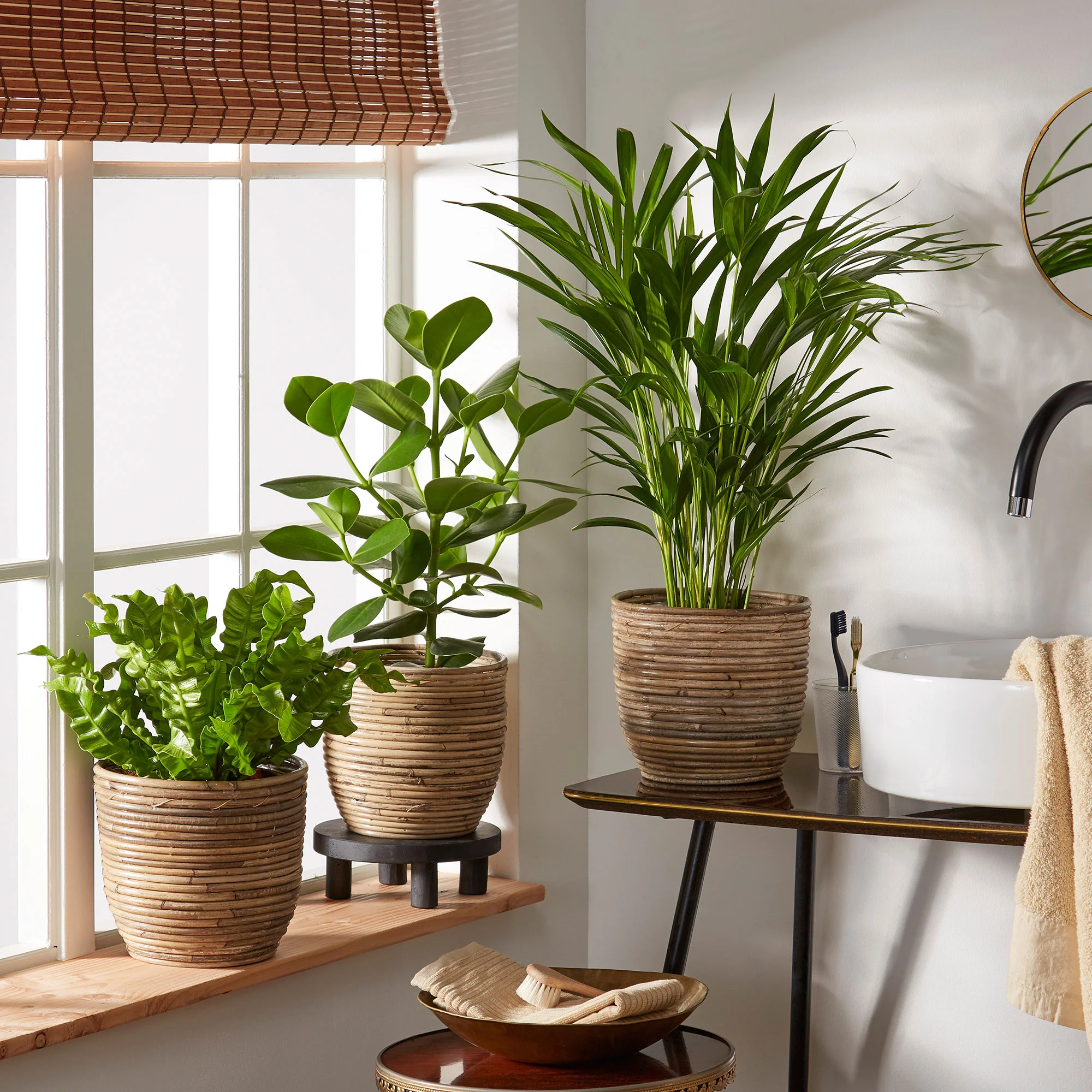 3x Plante d'intérieur purificatrice d'air - Mélange incl. cache-pots + plateau - Image 2