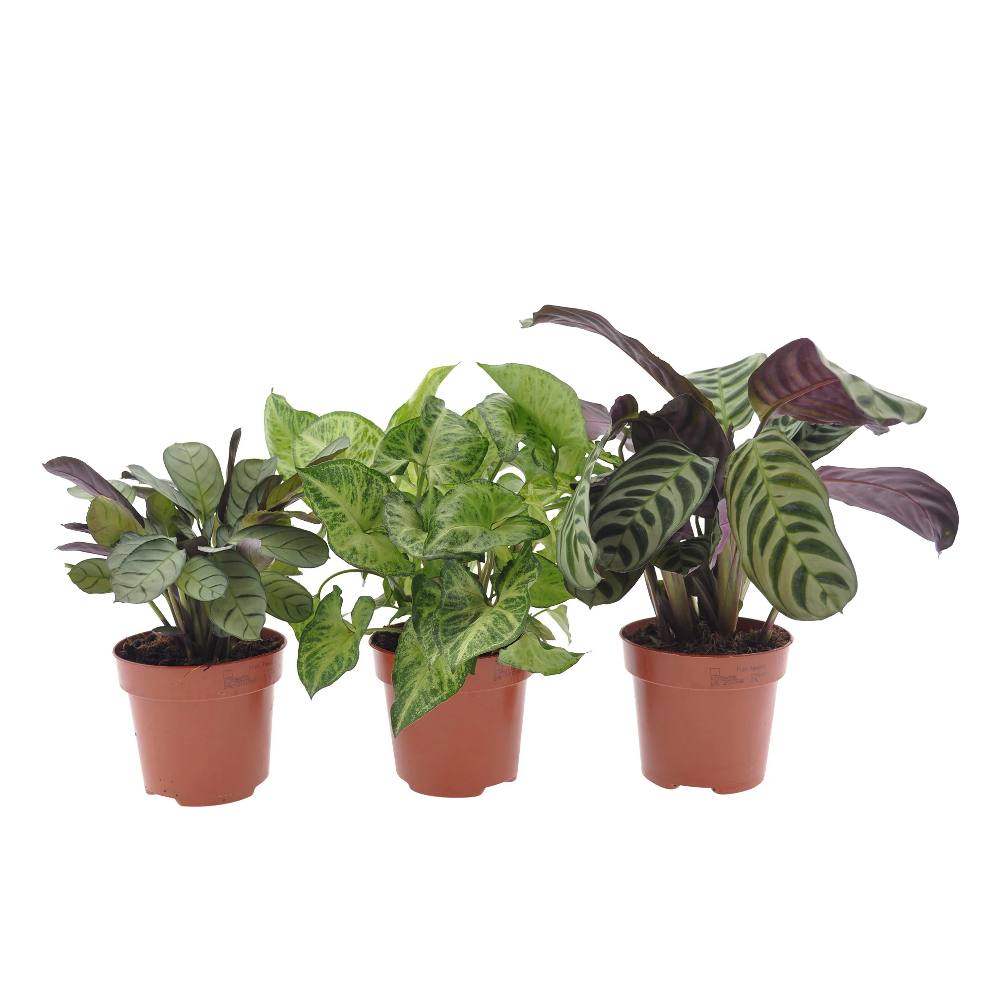 3x Plantes d'intérieur à feuillage marbré - Mélange