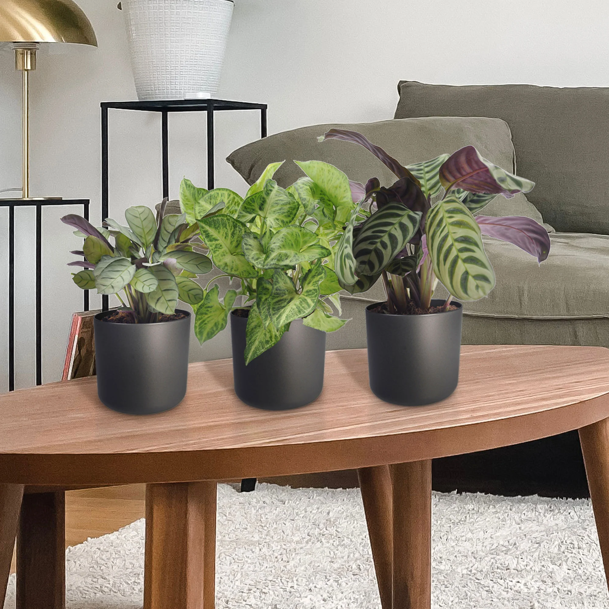 3x Plantes d'intérieur à feuillage marbré - Mélange incl. cache-pots anthracites - Image 2
