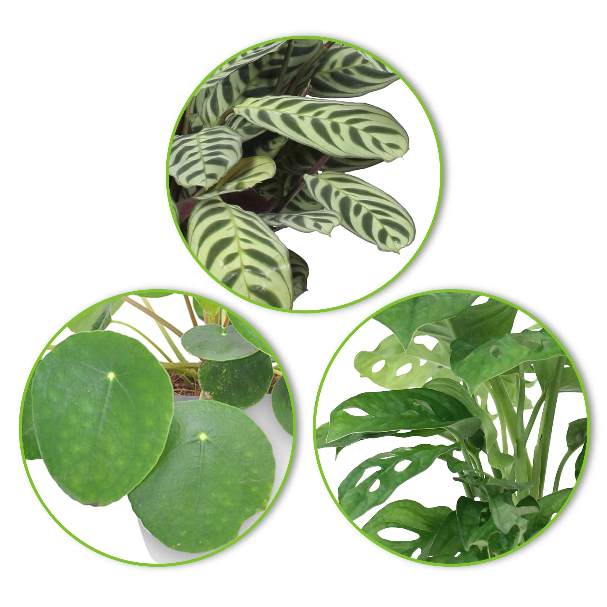 3x Plantes d'intérieur à la mode - Mélange incl. cache-pots blancs - Image 3