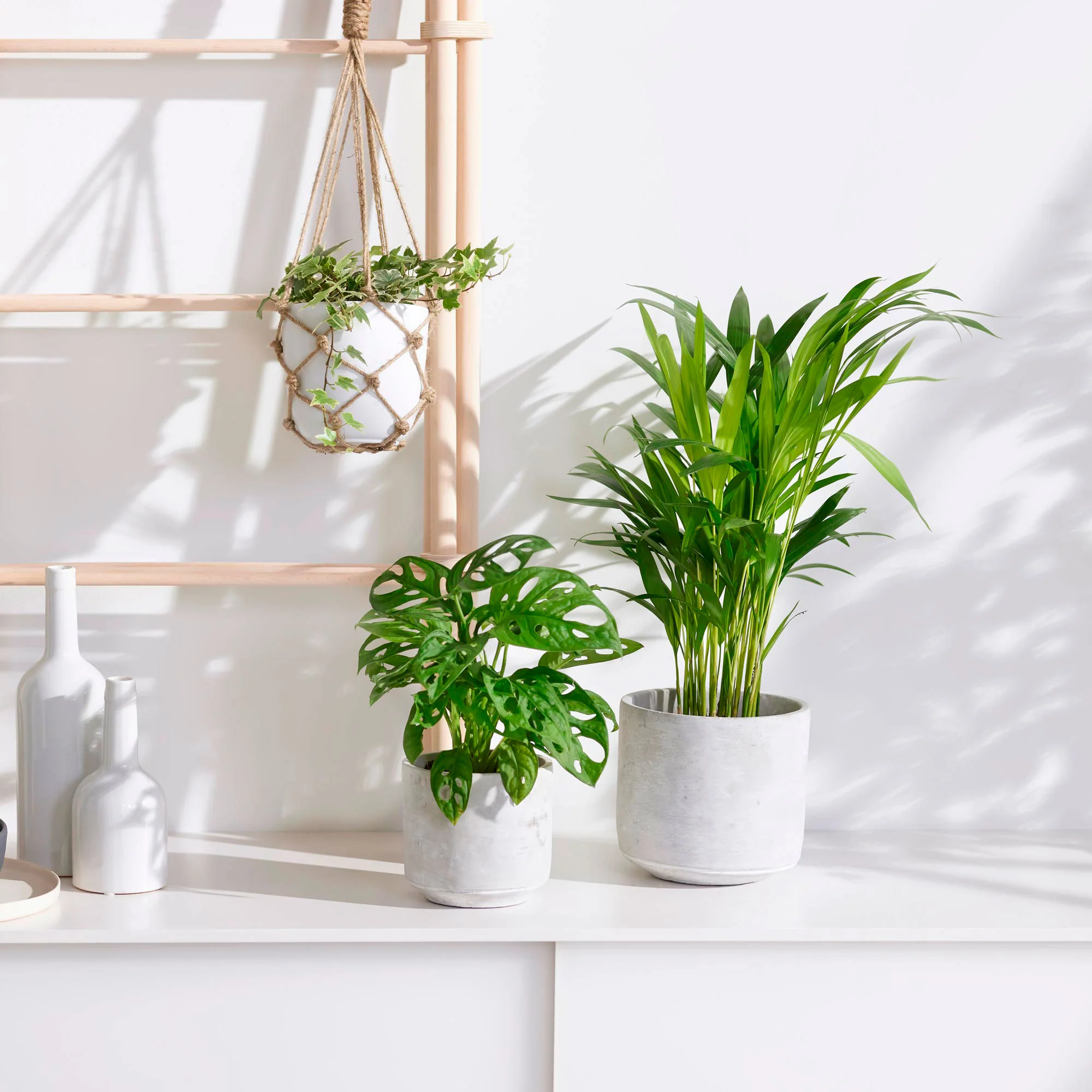 3x Plantes d'intérieur - Mix 'Tropical House' Avec cache-pots