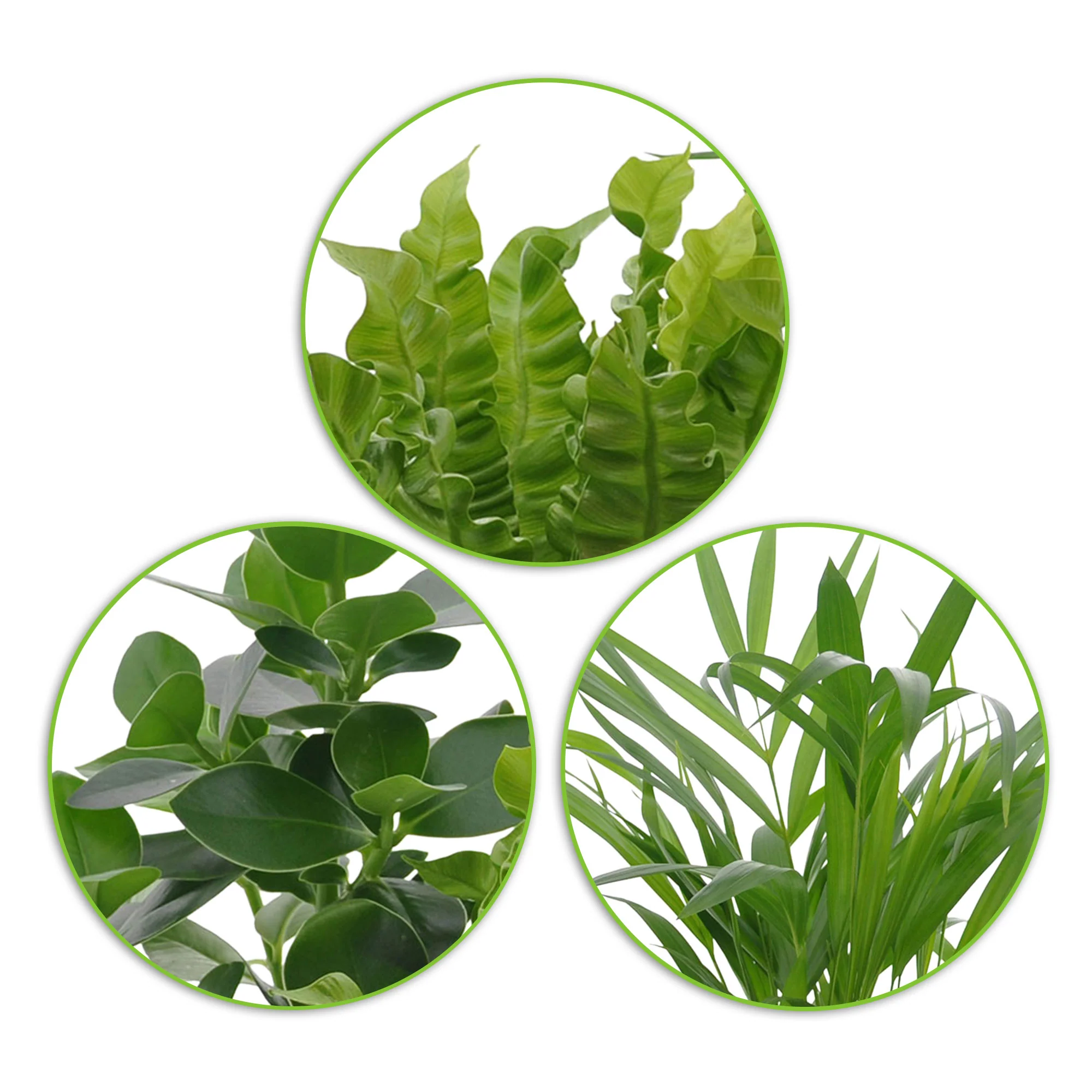 3x Plantes d'intérieur purificatrices d'air - Mix Medium avec pots décoratifs anthracite - Idée cadeau - Image 3