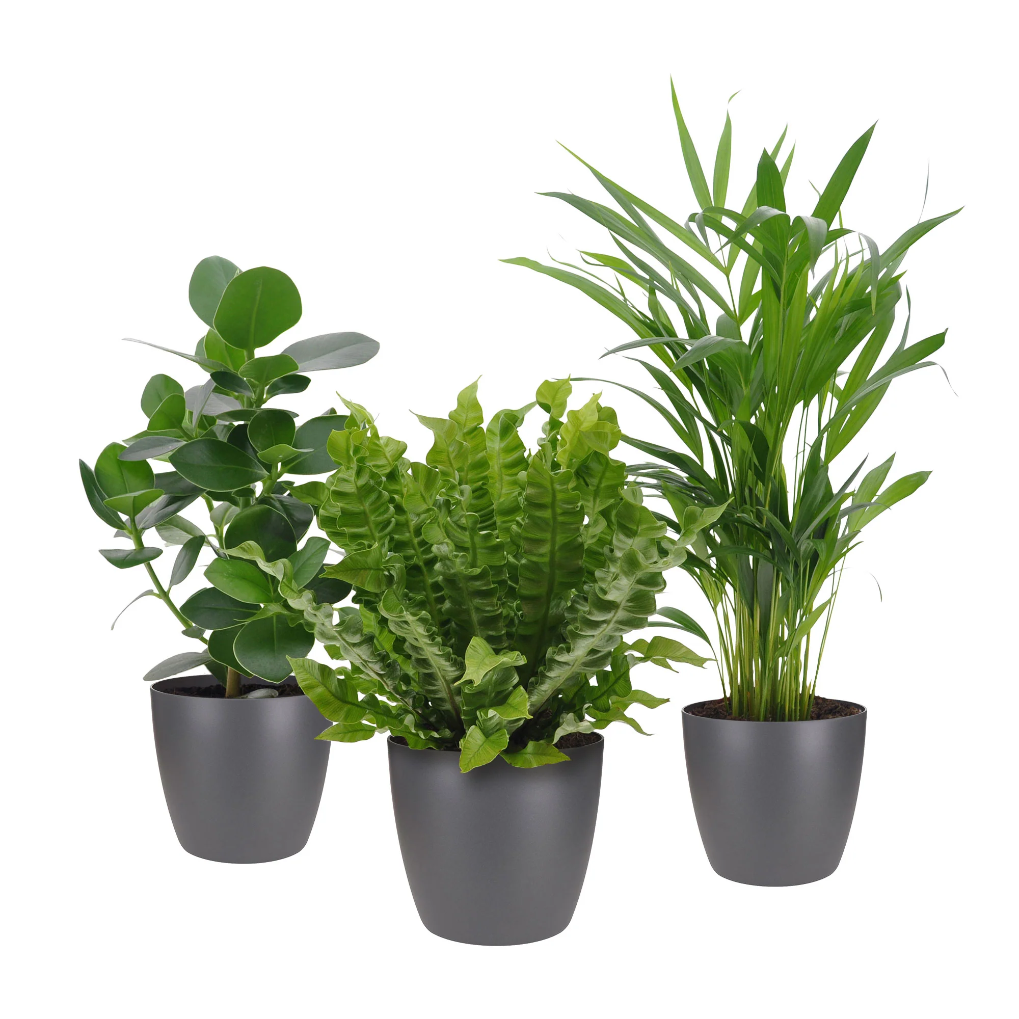 3x Plantes d'intérieur purificatrices d'air - Mix Medium avec pots décoratifs anthracite - Idée cadeau - Image 5