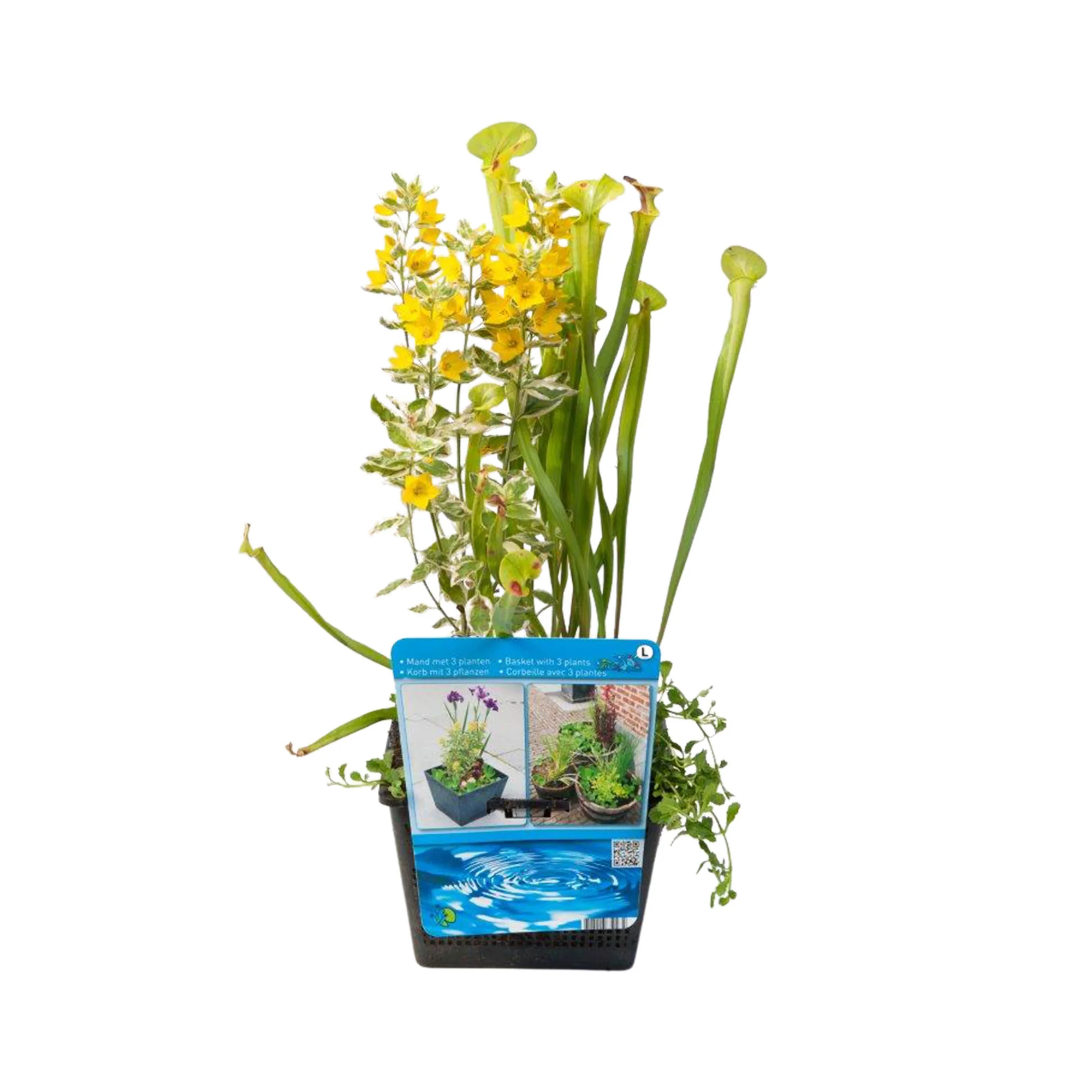 3x Plantes de bassin - Mélange avec panier de bassin - Plante de berge - Image 3