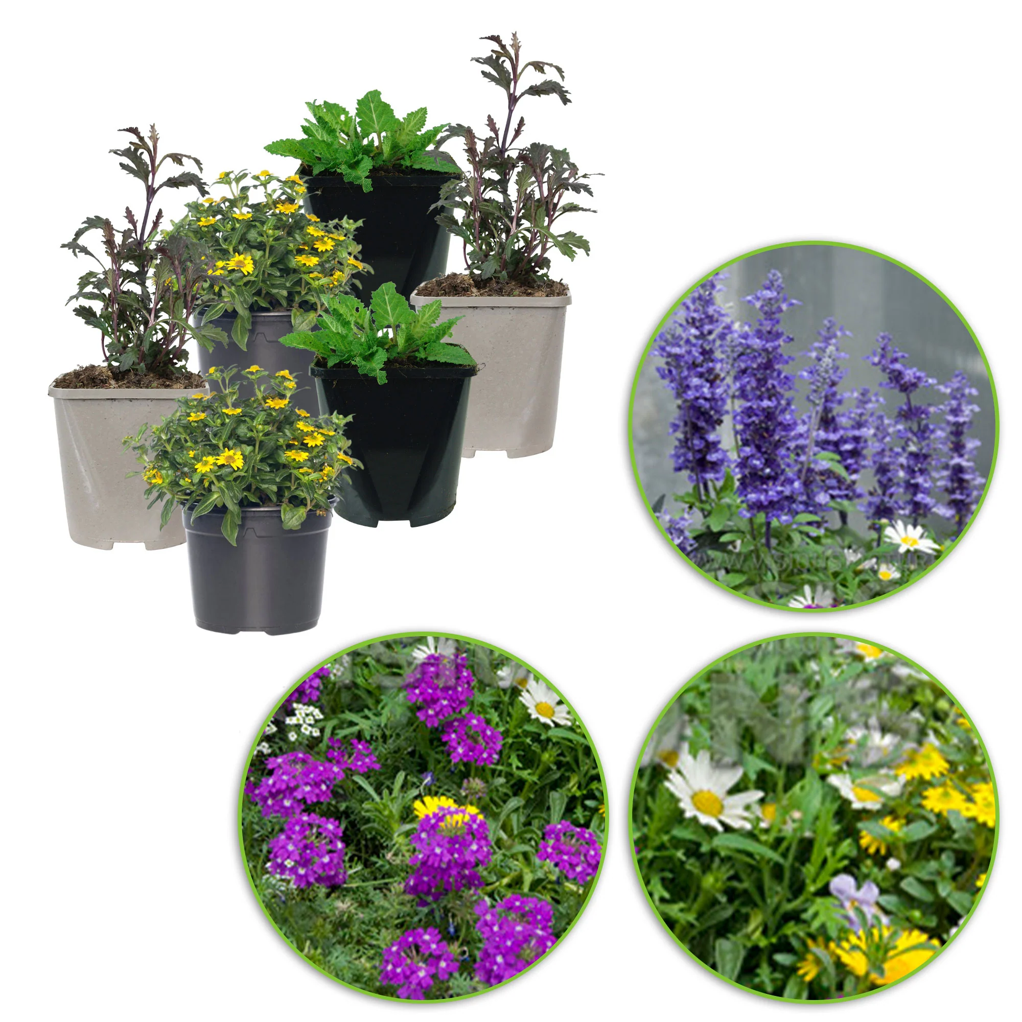 3x Plantes de jardin - Mélange 'Bee Friendly' bleu-violet-jaune - Image 9