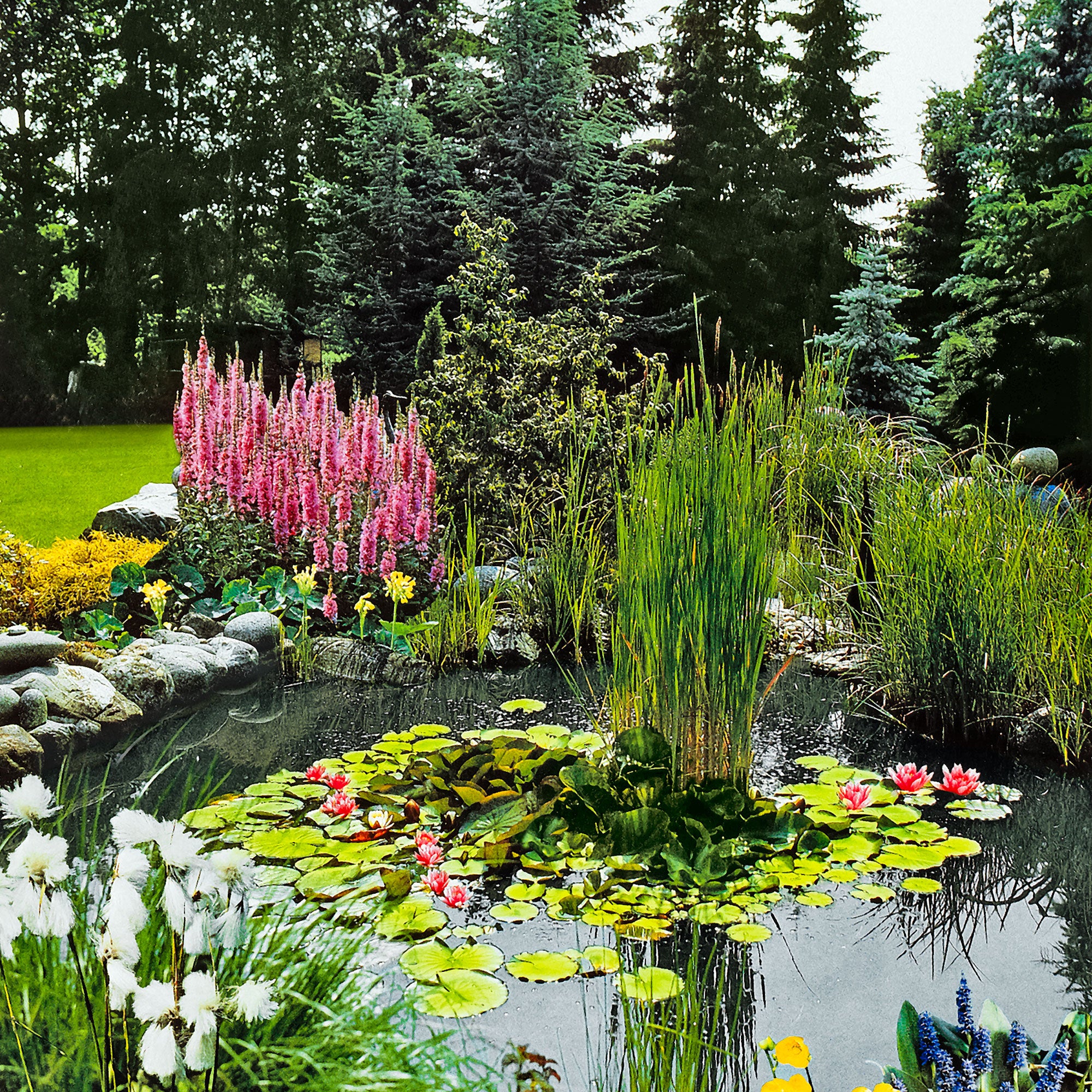 3x Plantes oxygénantes - Mélange non applicable panier de plantation aquatique inclus - Image 2