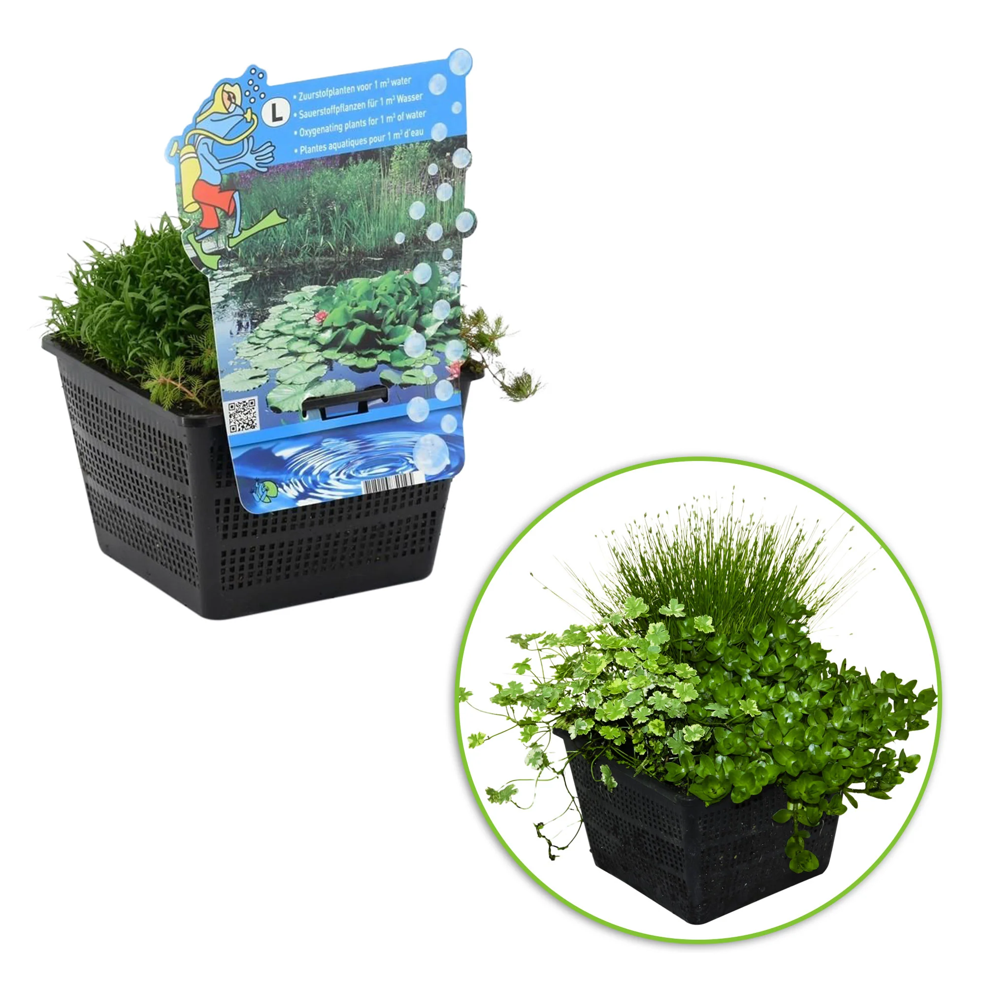 3x Plantes oxygénantes - Mélange non applicable panier de plantation aquatique inclus - Image 4